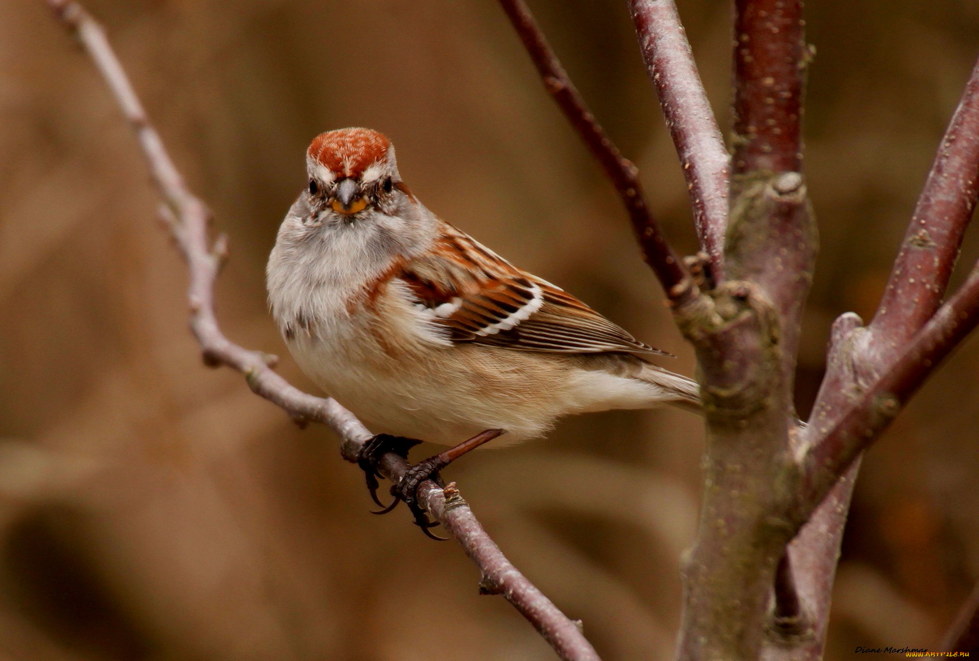 животные, воробьи, птица, ветки, дерево
