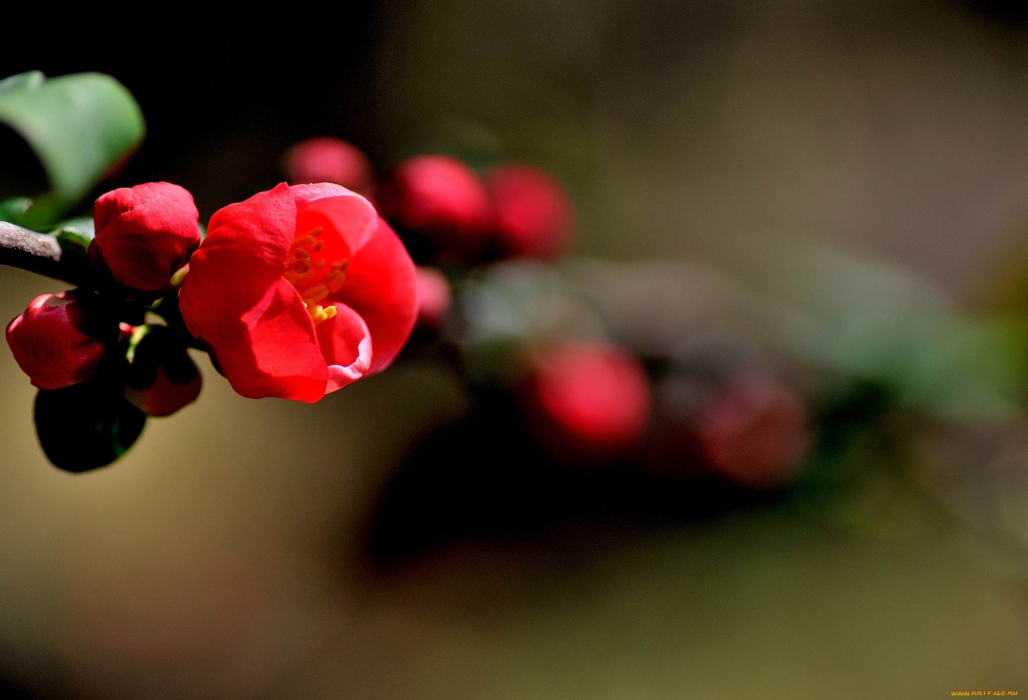 цветы, айва, веточка, листья, цветочки