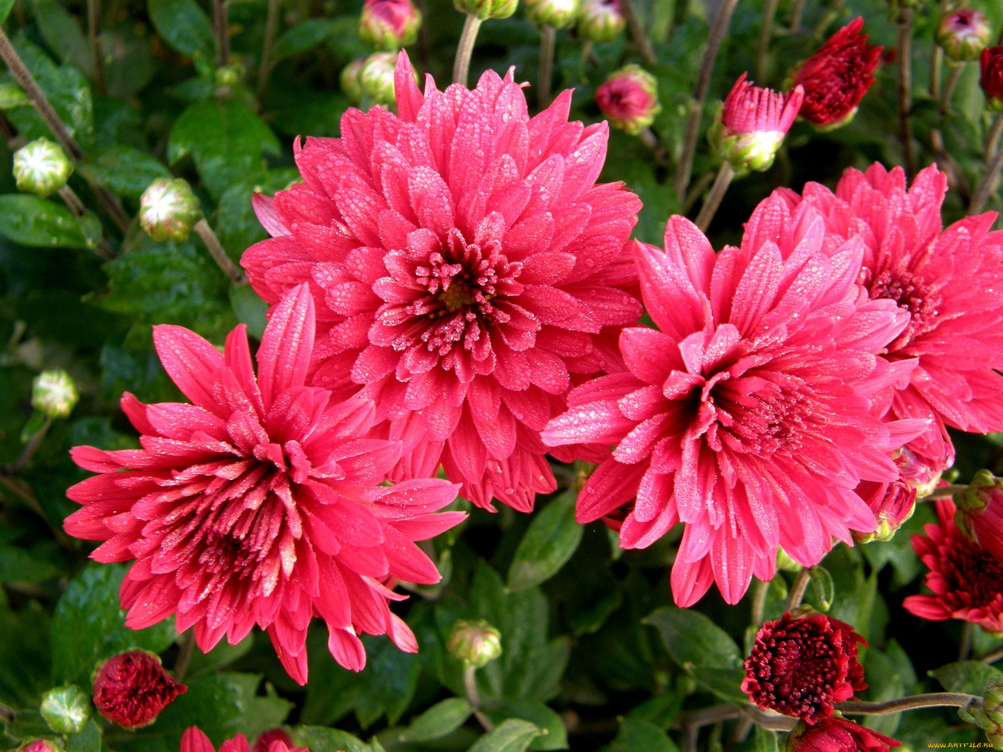 цветы, хризантемы, хризантема, розовая