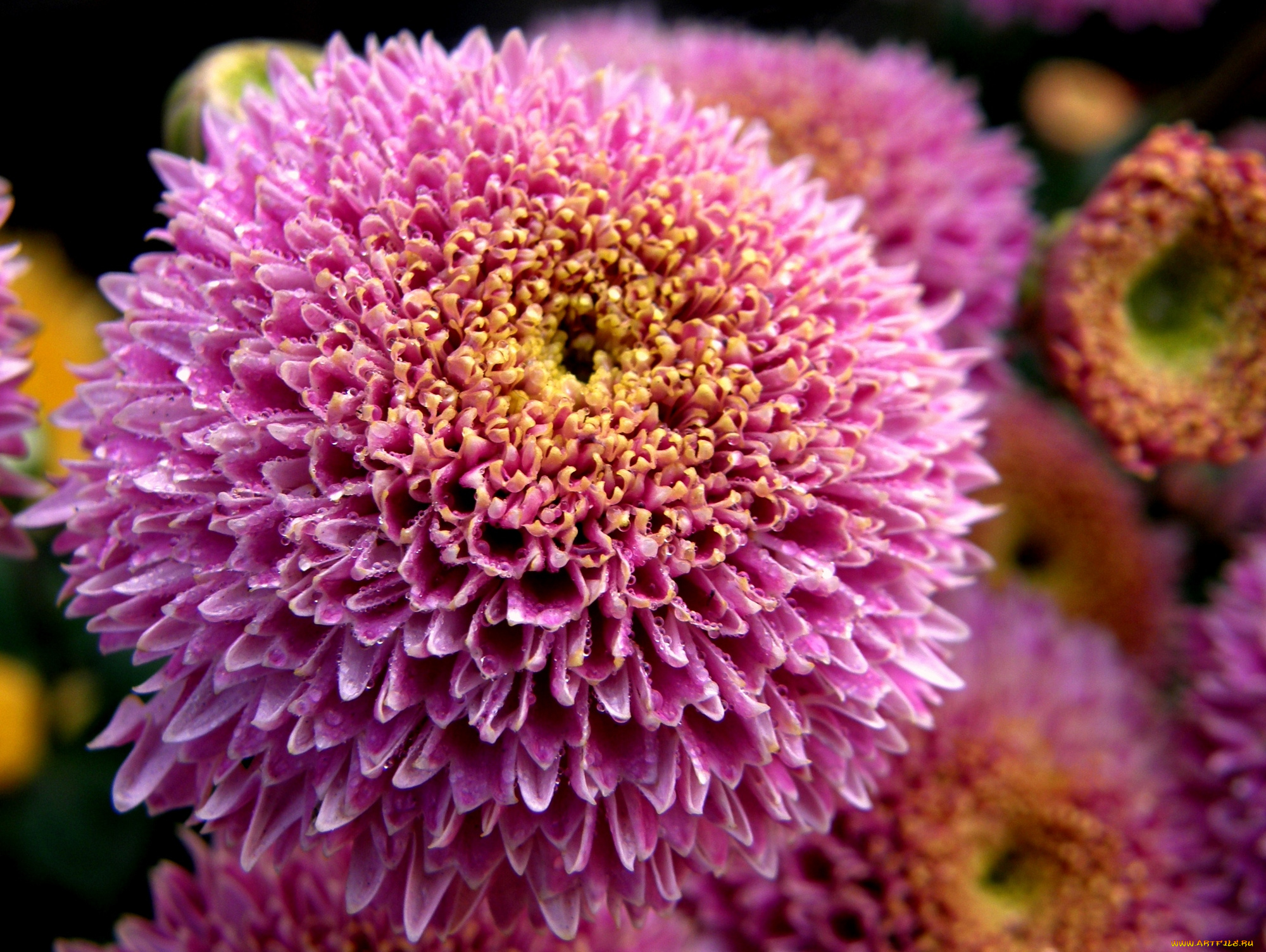 цветы, хризантемы, розовые