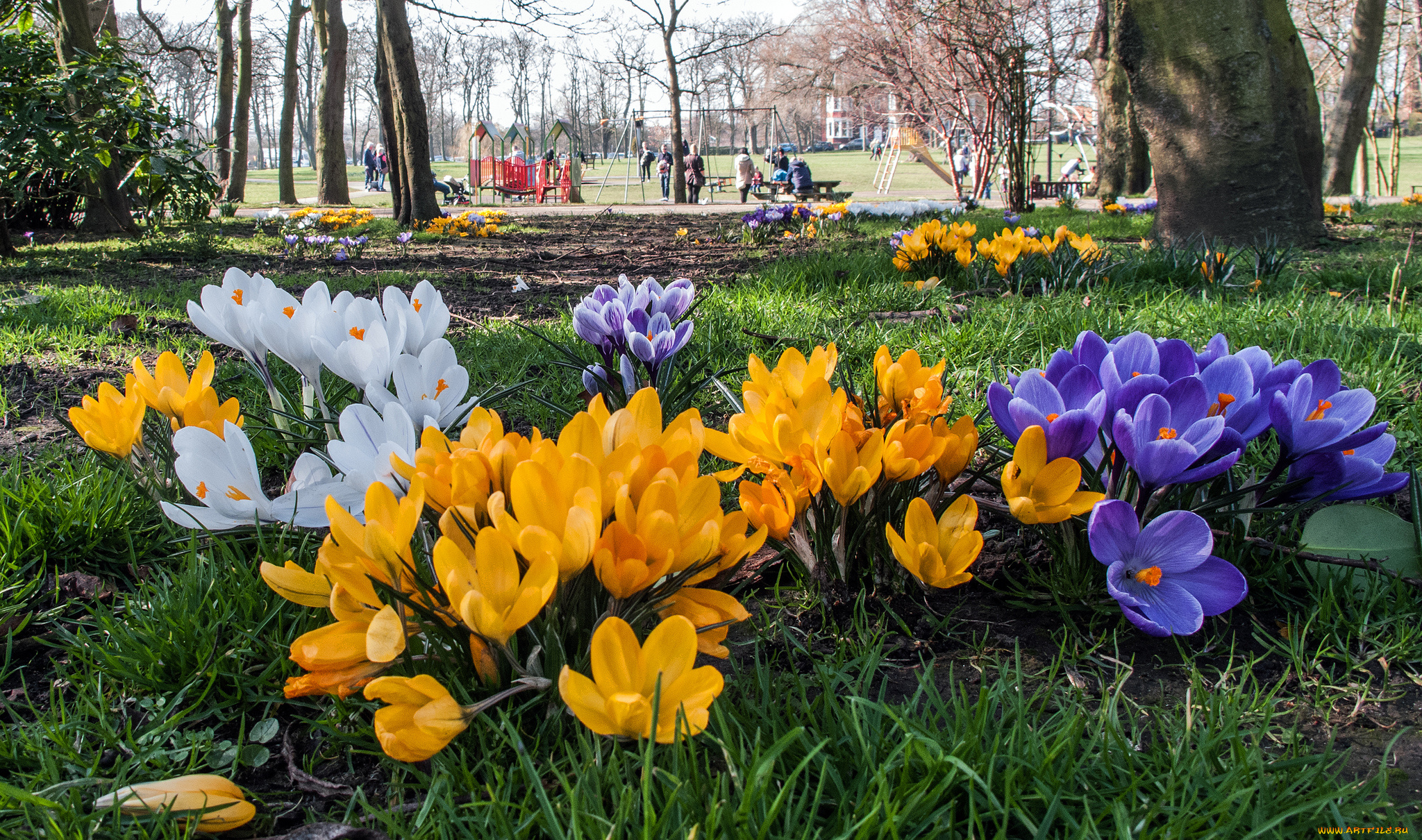 цветы, крокусы, лужайка