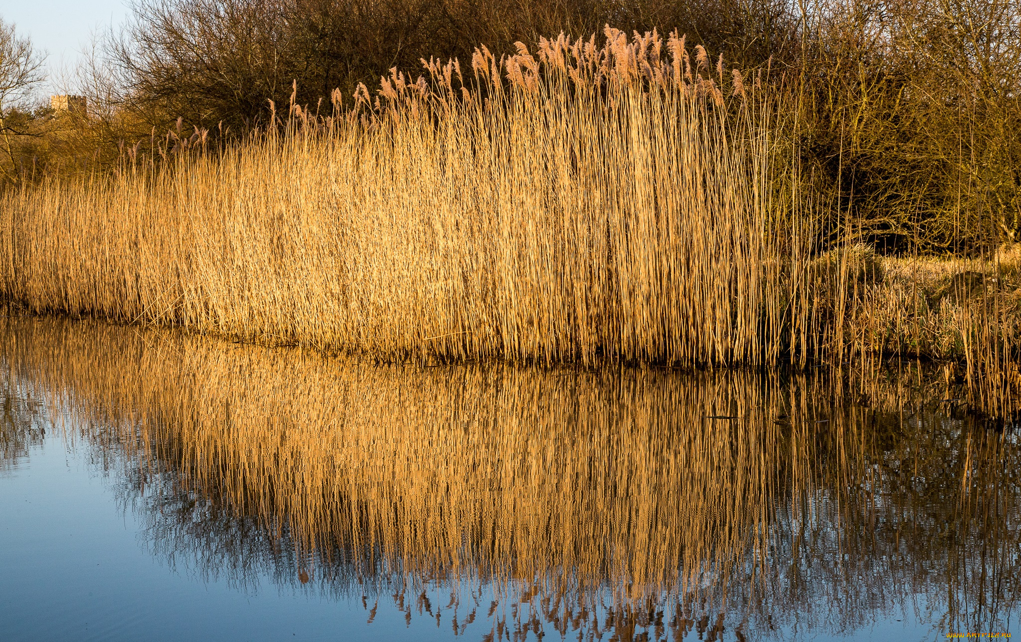природа, реки, озера, отражение, заросли, камыш, водоём