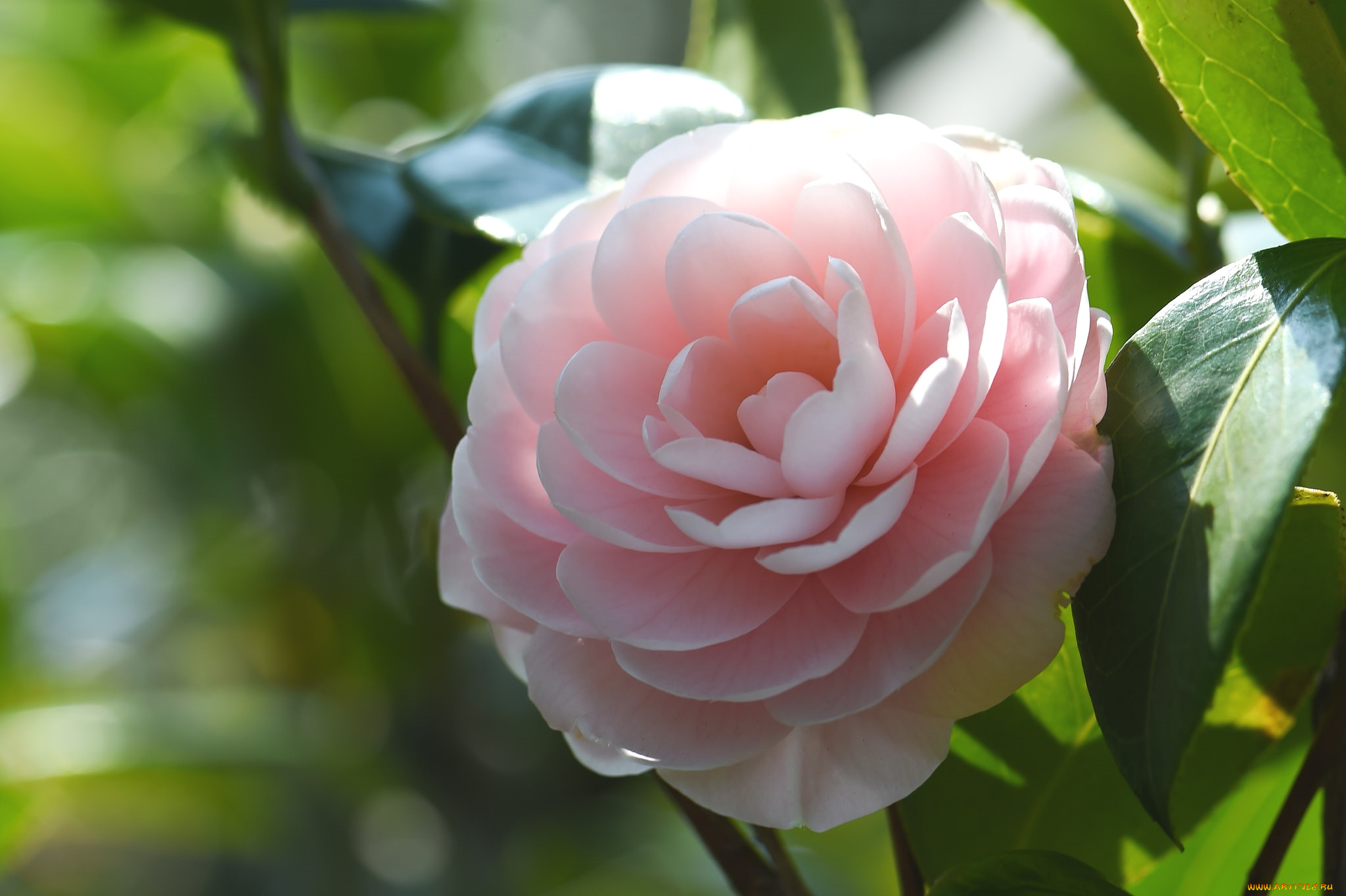 цветы, камелии, розовый