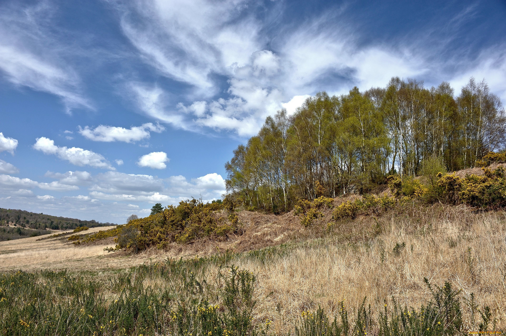 природа, деревья, поле, трава, пригорок, роща