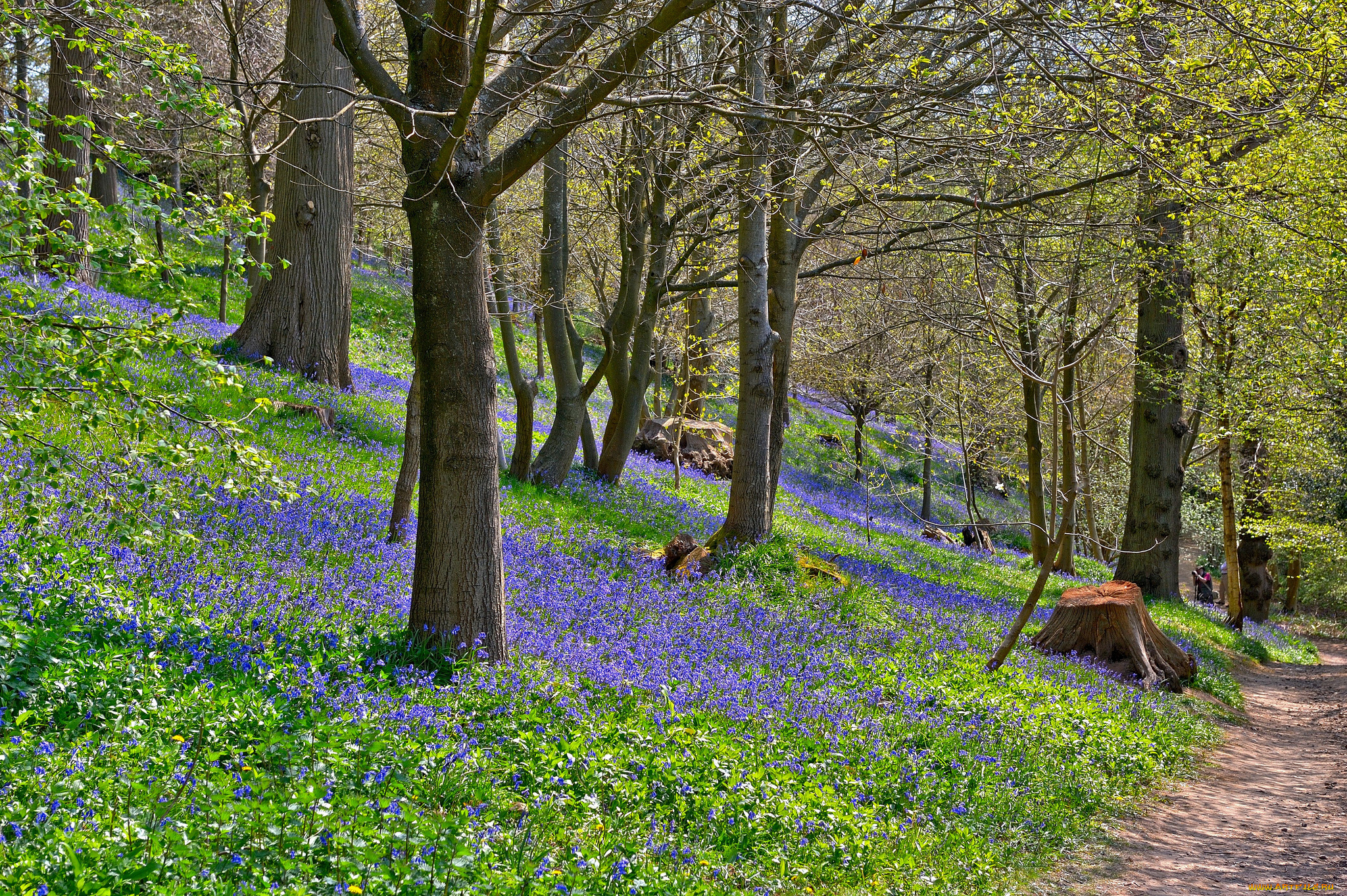 природа, лес, косогор, тропинка, цветы, трава