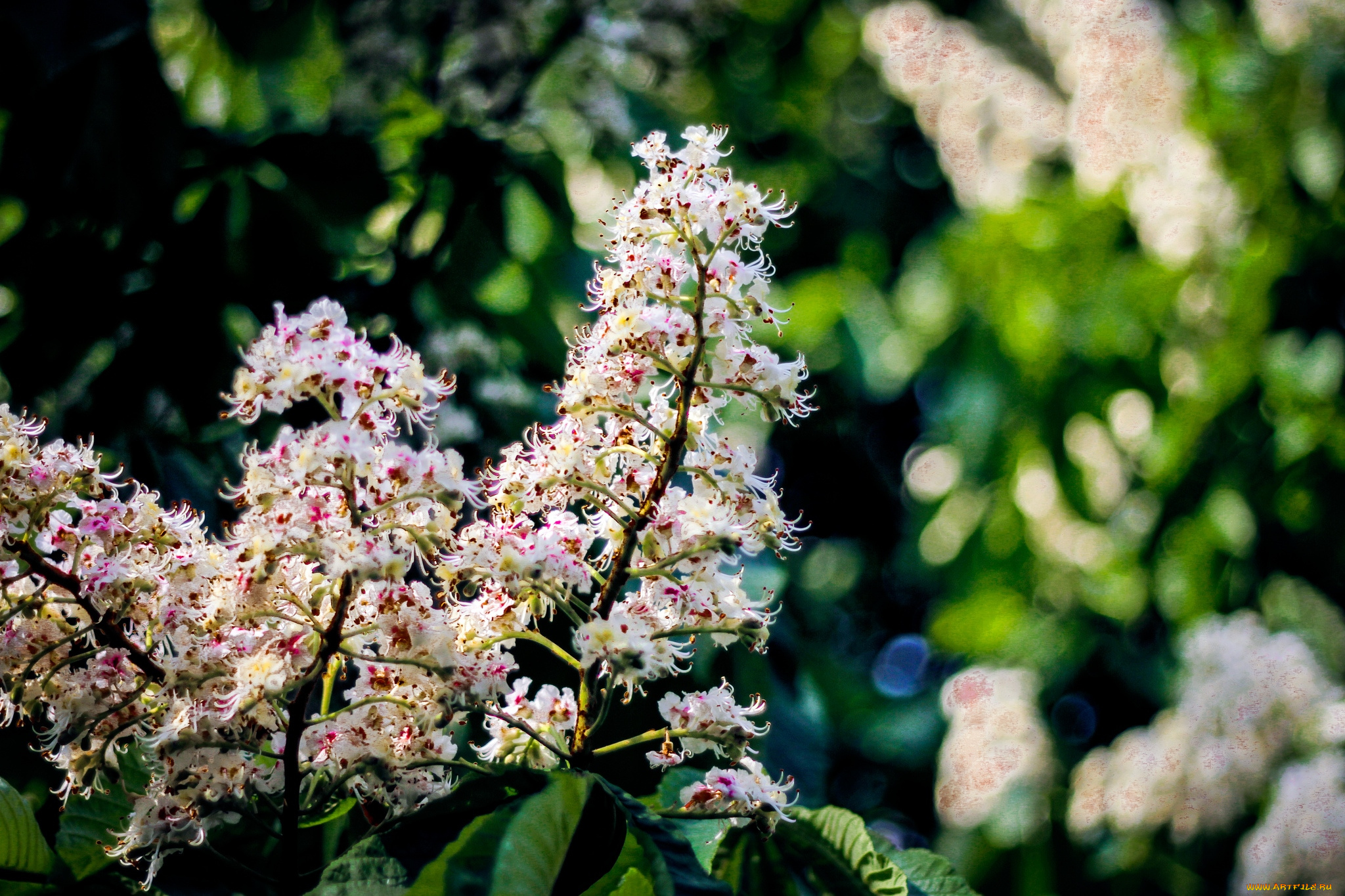 цветы, цветущие, деревья, , , кустарники, каштан