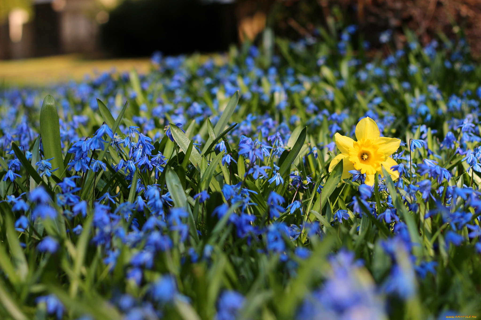 цветы, разные, вместе, нарцисс, пролески