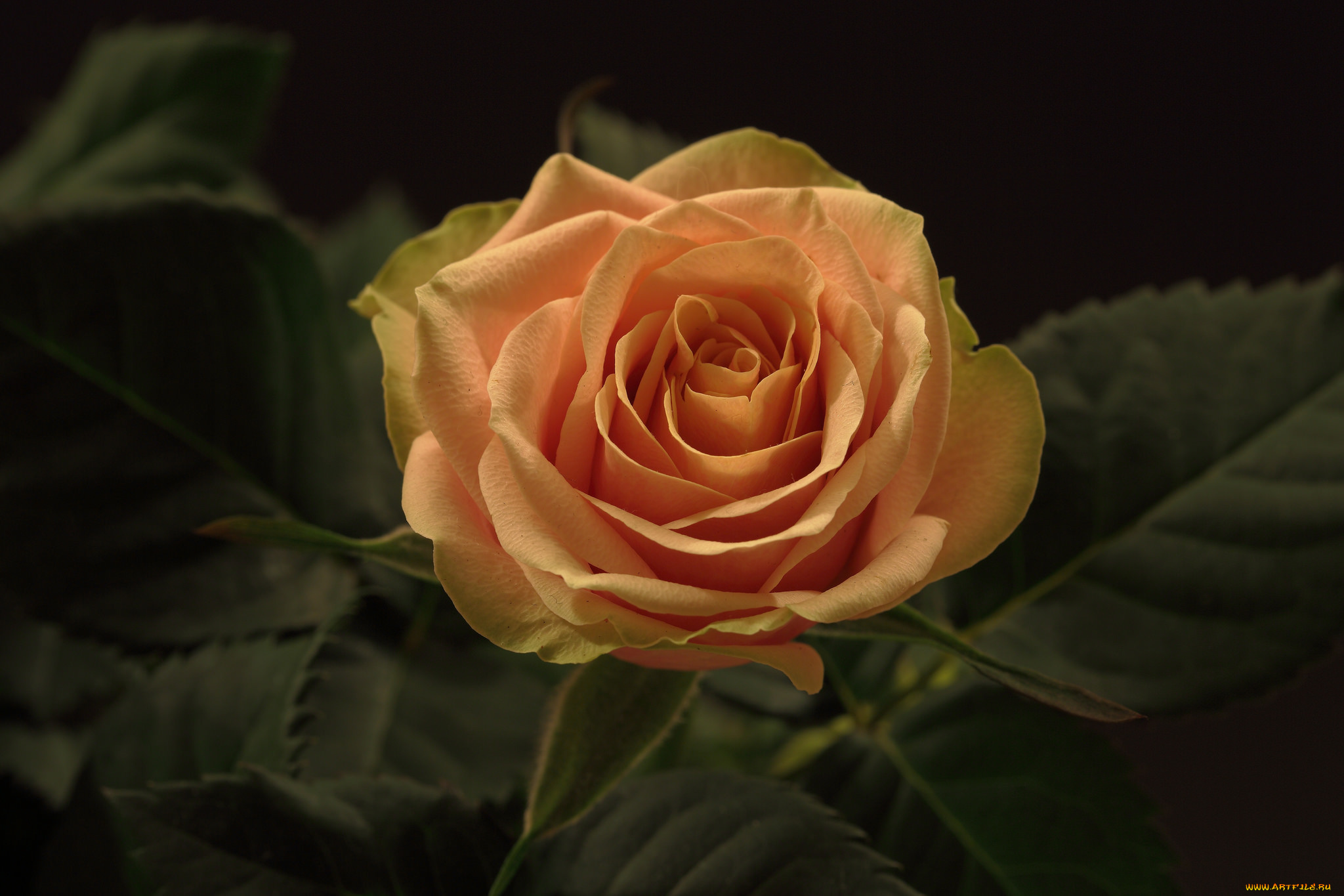 цветы, розы, бутон, роза