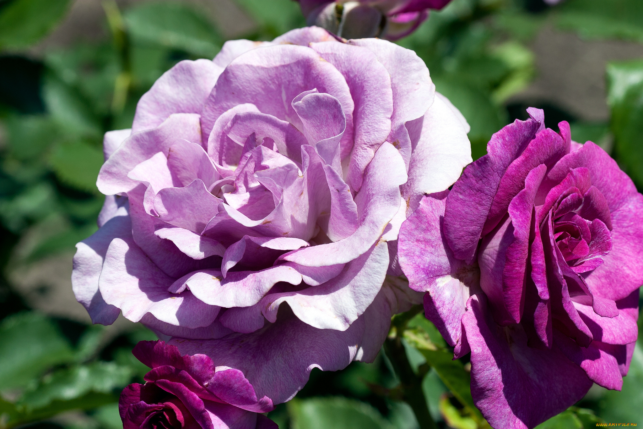 цветы, розы, лиловый