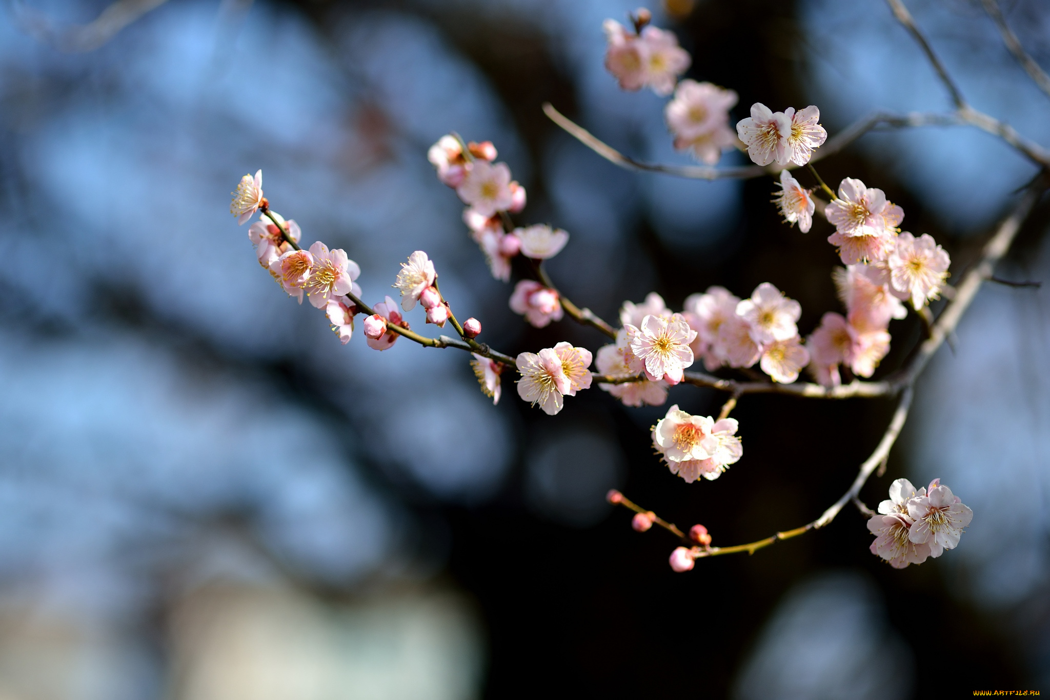 цветы, сакура, , вишня, весна