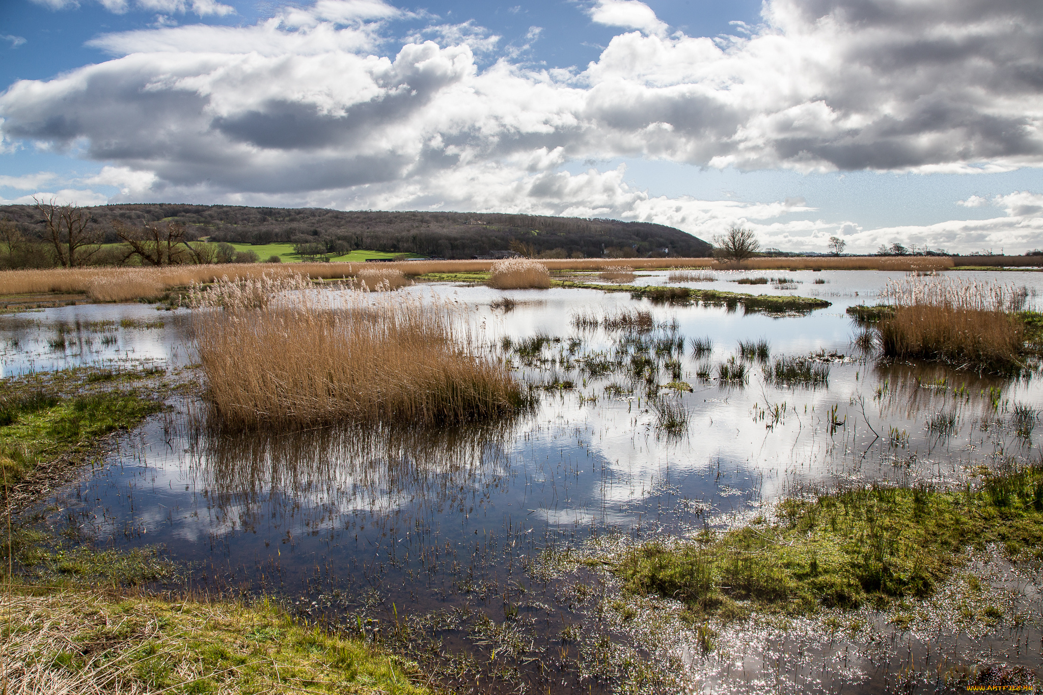 природа, реки, озера, трава, кочки, паводок, река, поле