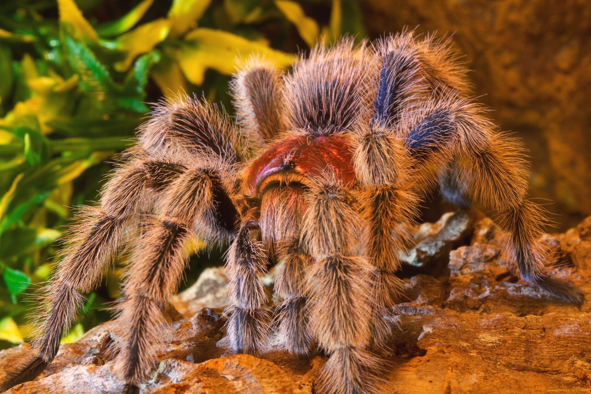 животные, пауки