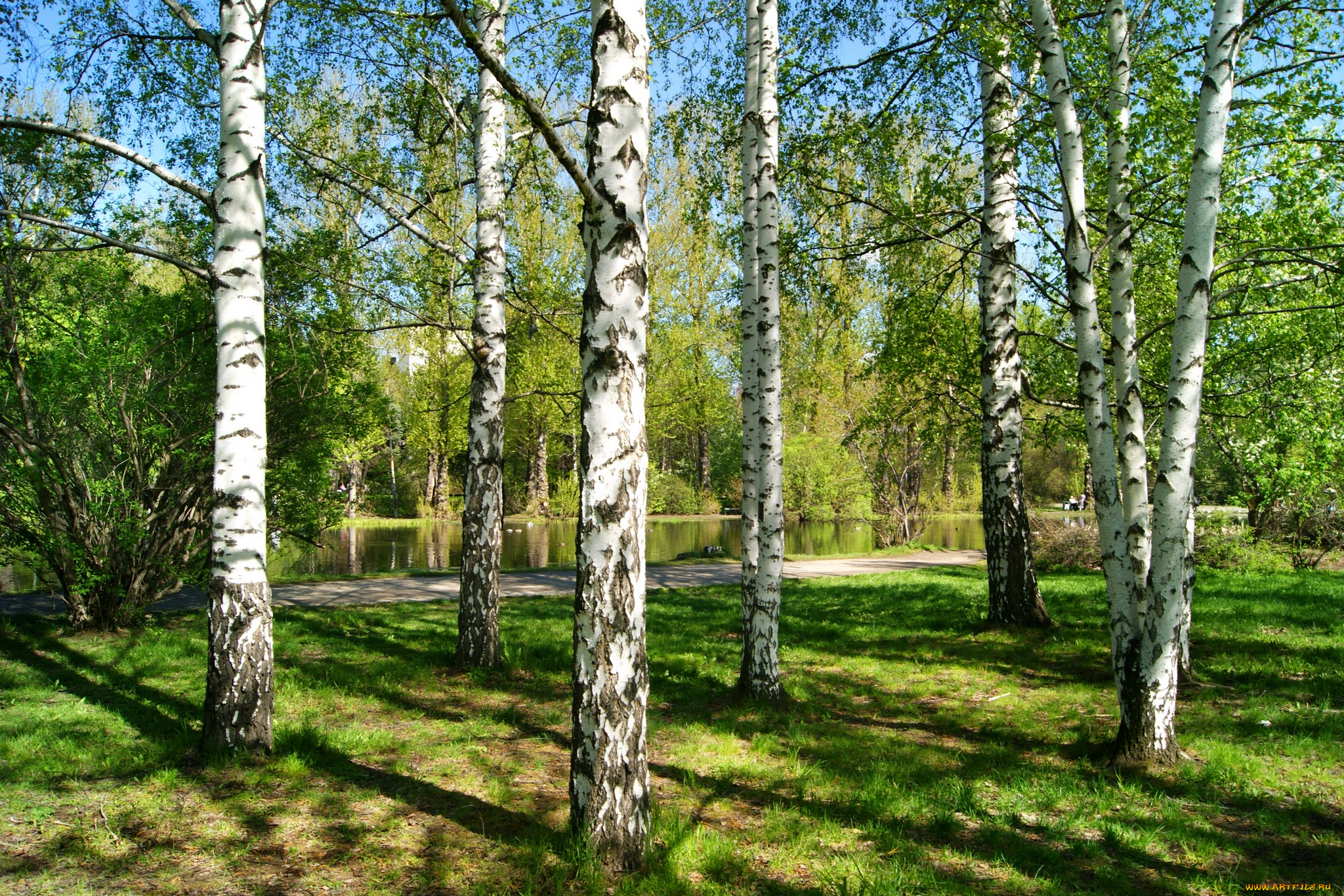 природа, деревья, берёзы