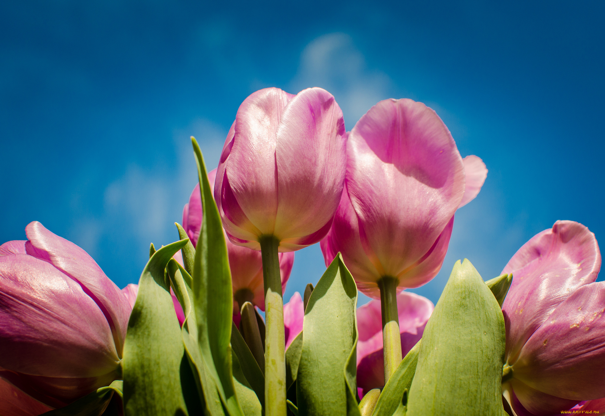 цветы, тюльпаны, розовый