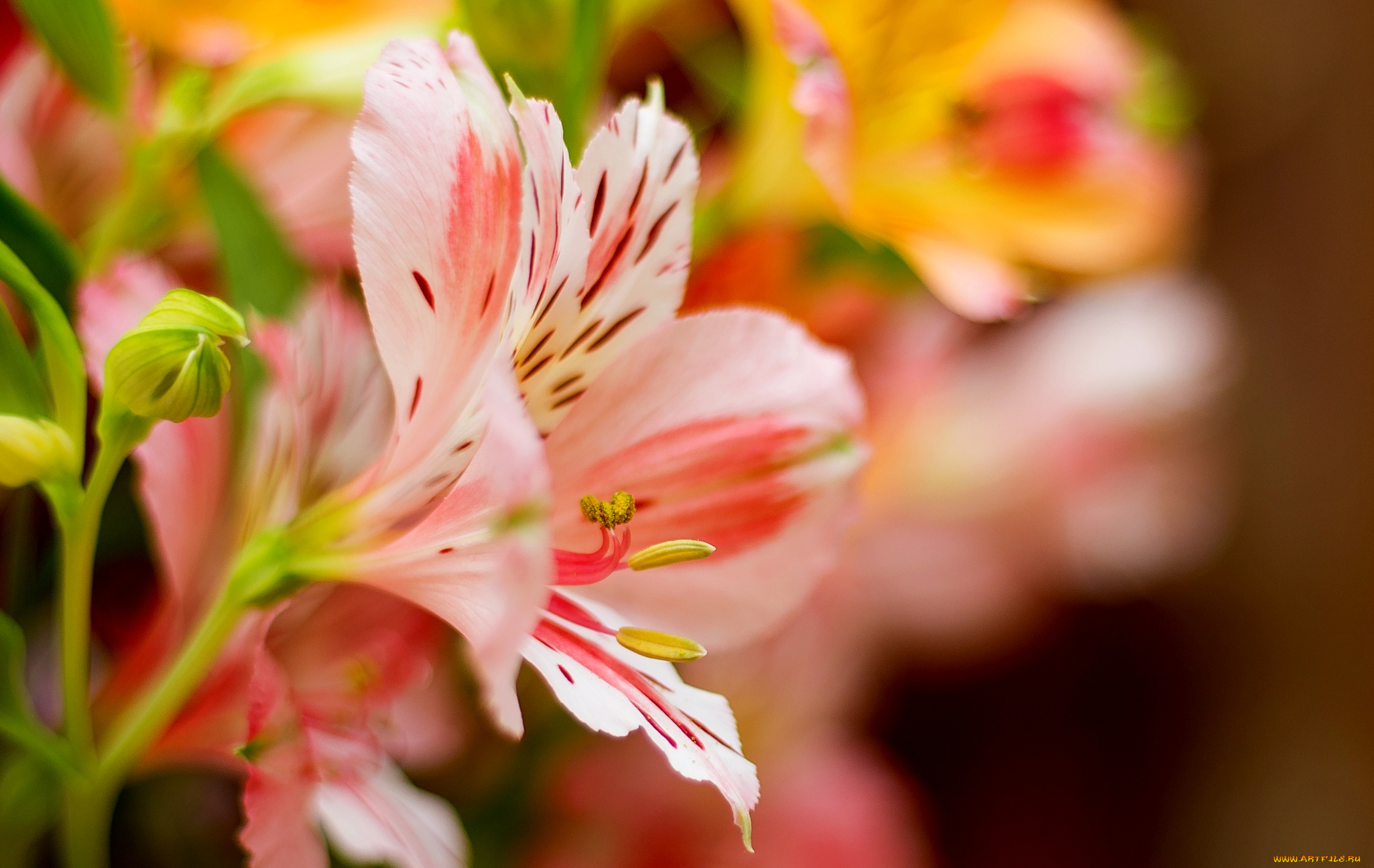 цветы, альстромерия, листья, розовая