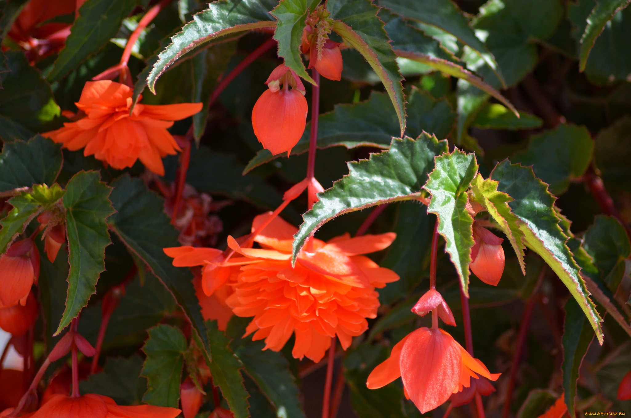 цветы, бегония, листья, красные