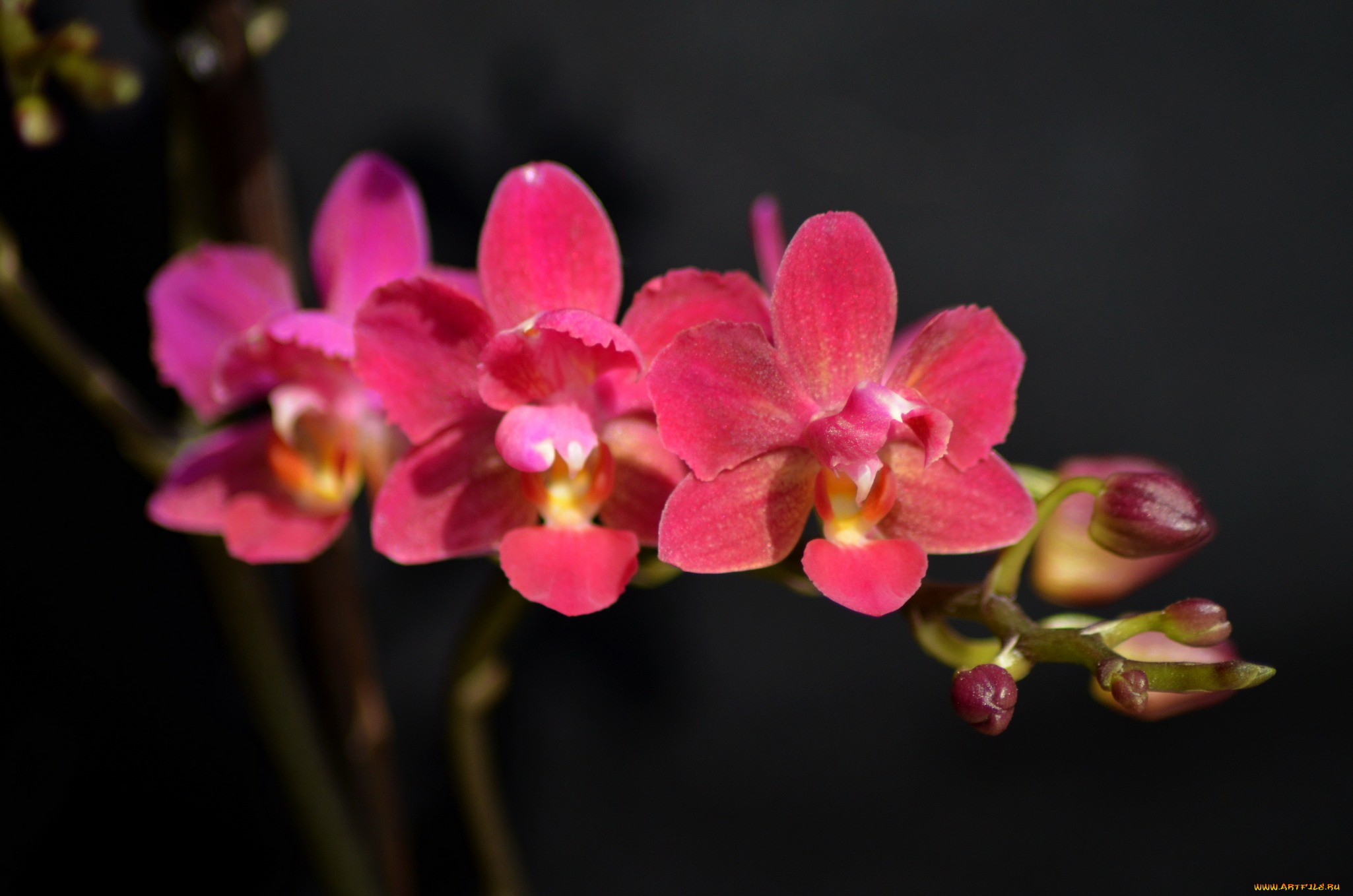 цветы, орхидеи, розовая, орхидея