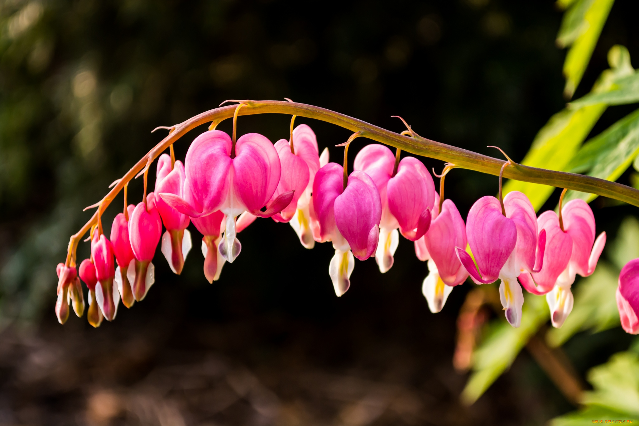 цветы, дицентра, , разбитое, сердце, розовая, дицентра, листья