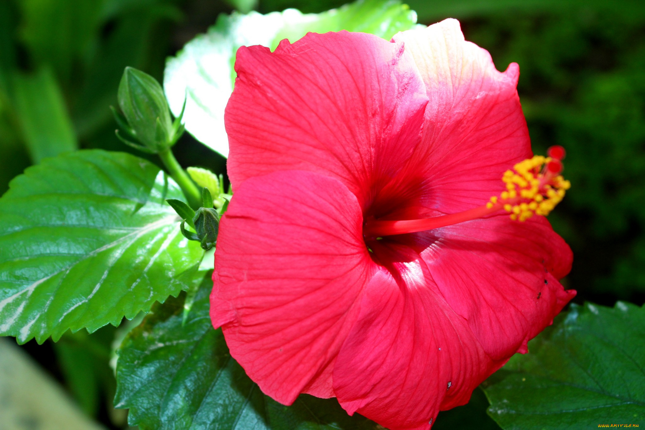 цветы, гибискусы, гибискус, цветок, листья