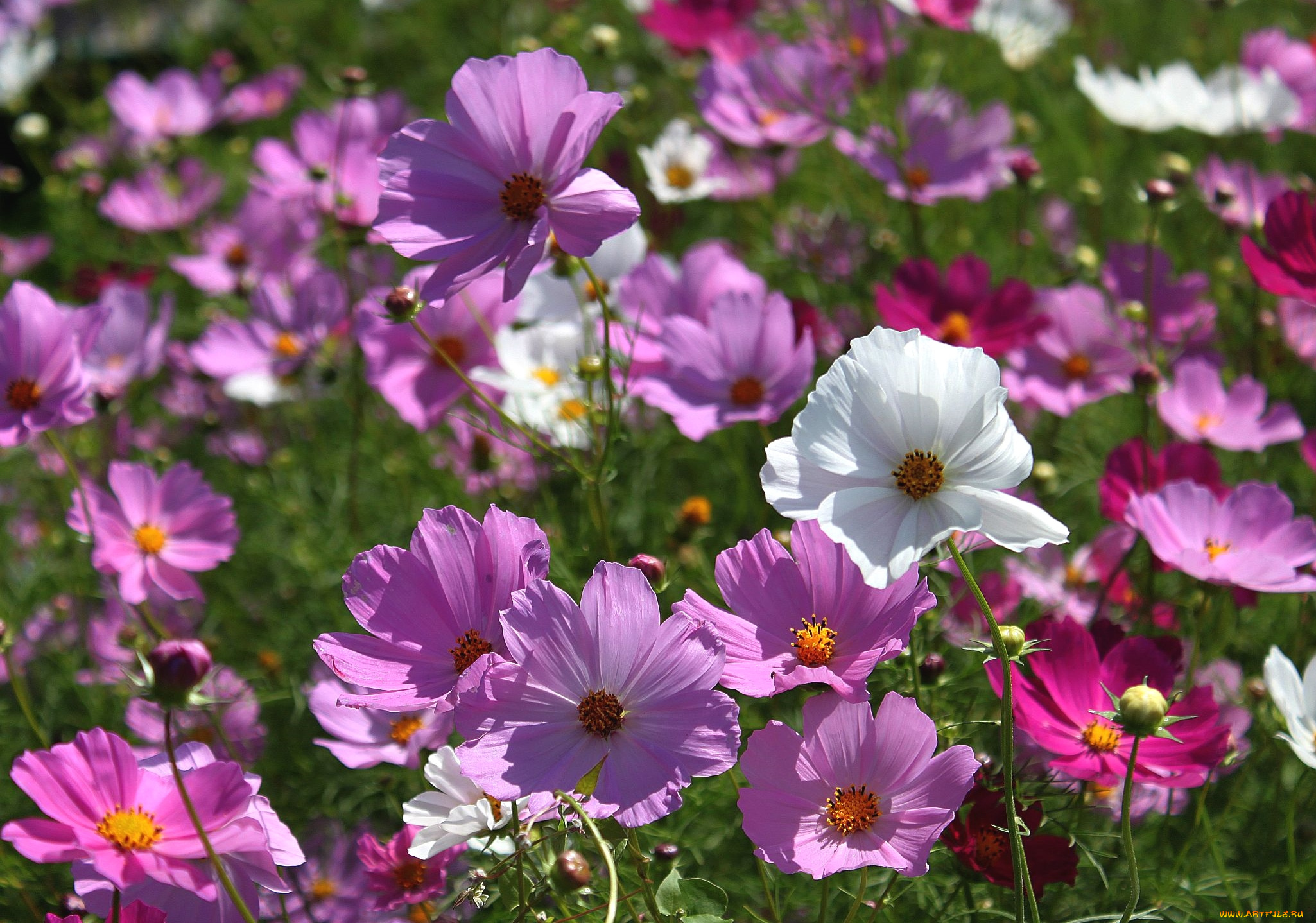 цветы, космея, много