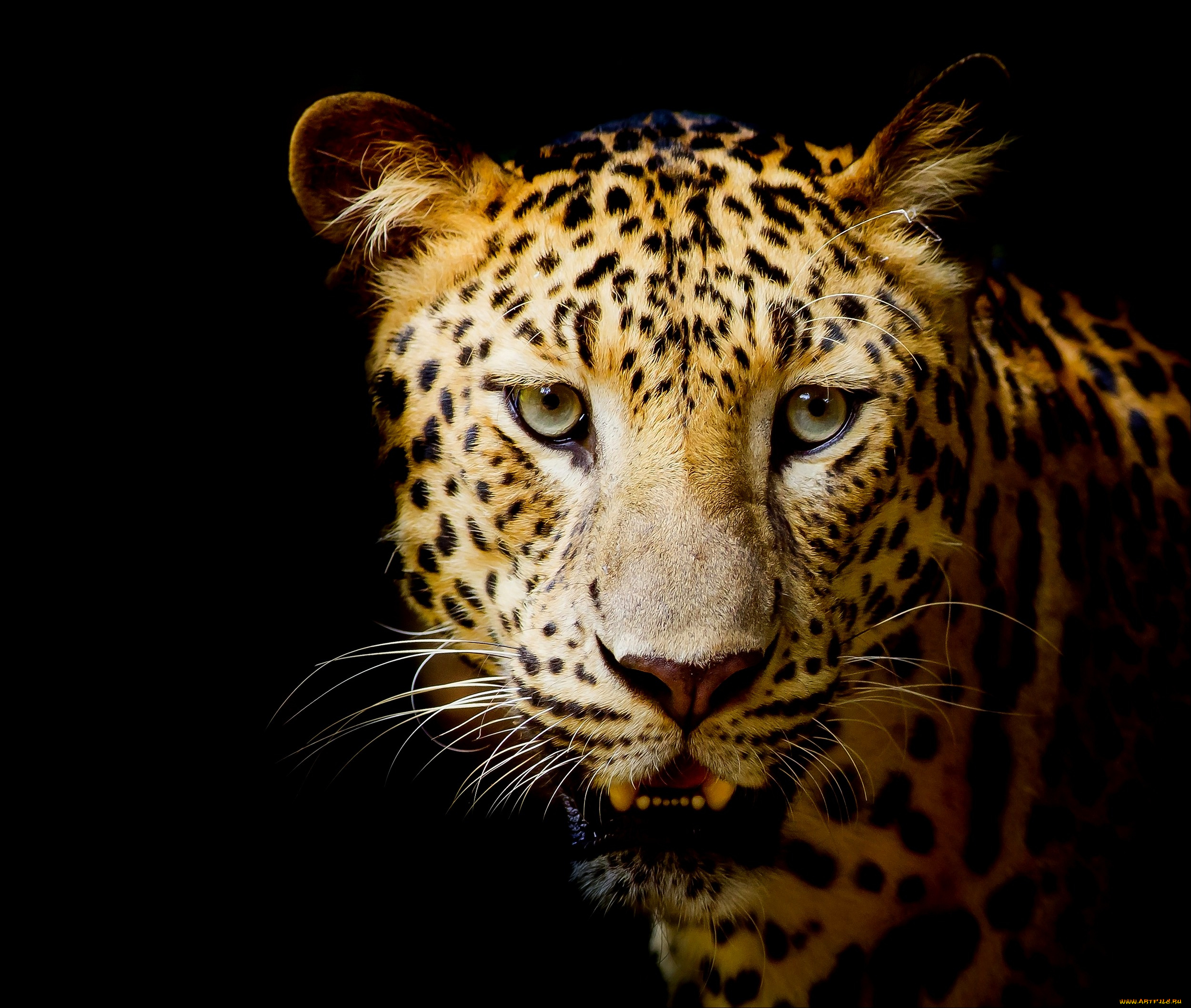 животные, леопарды, темный, фон, леопард