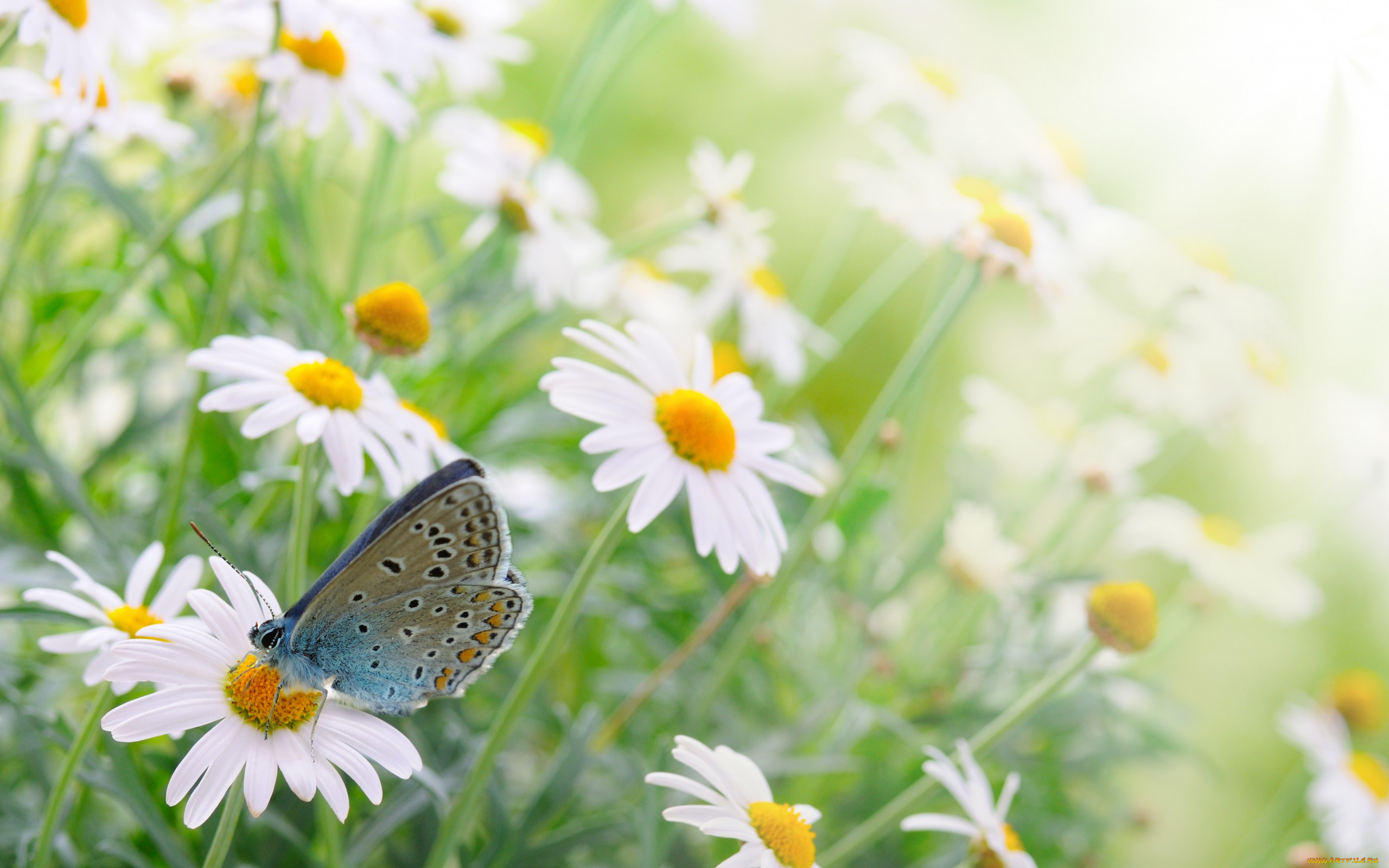 животные, бабочки, бабочка, ромашки, цветы