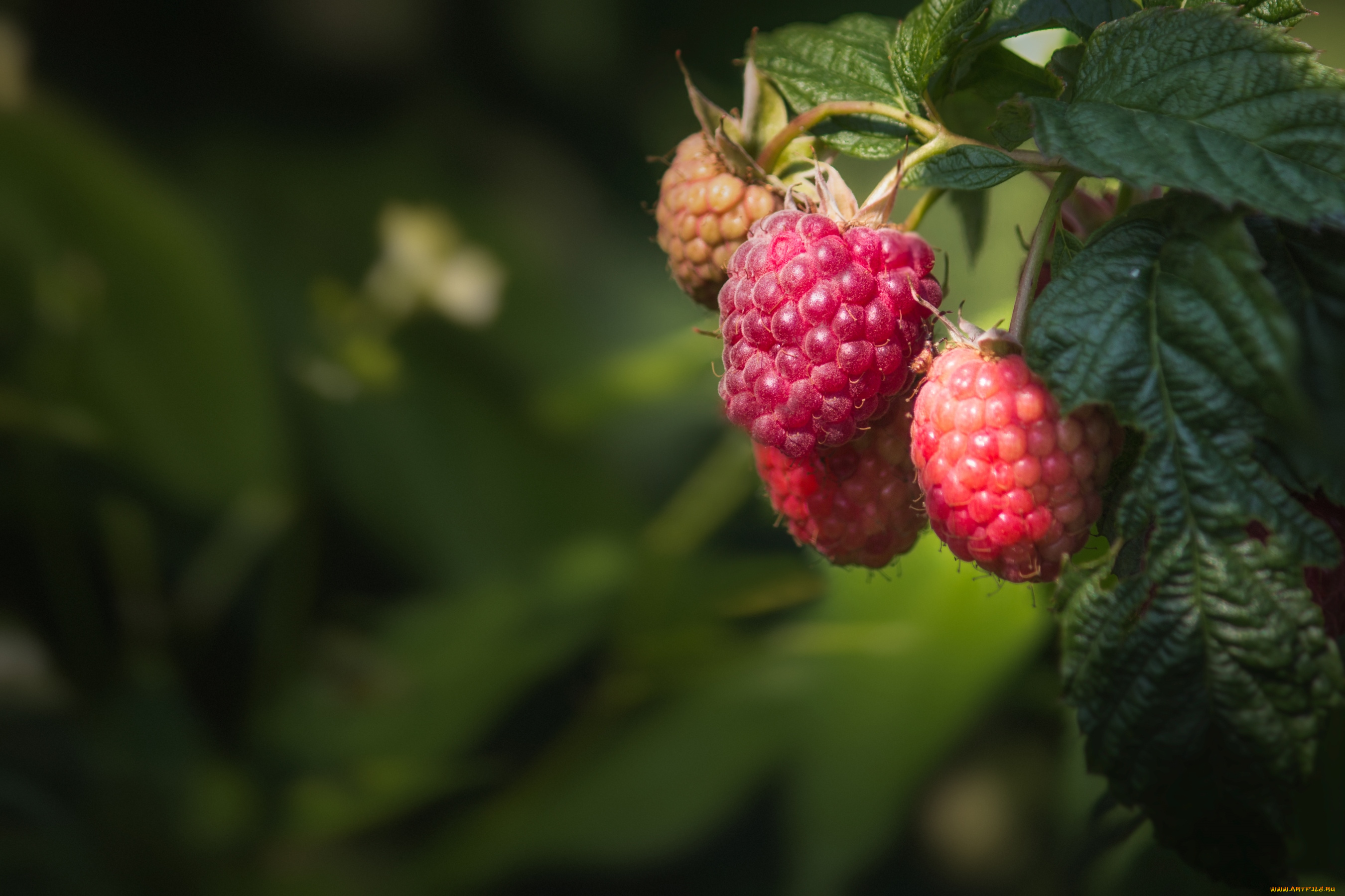 природа, Ягоды, малина