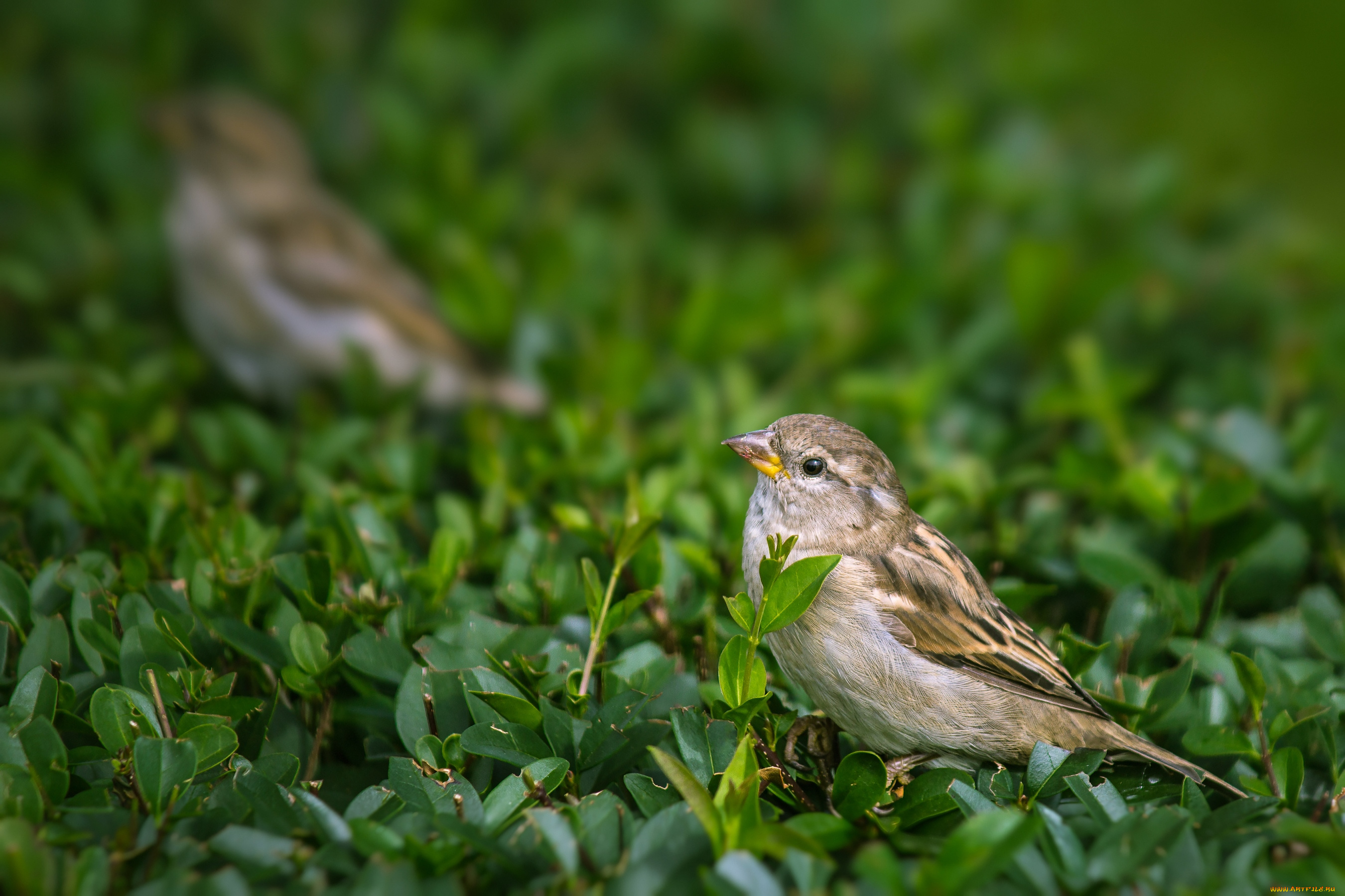 животные, воробьи, воробышек