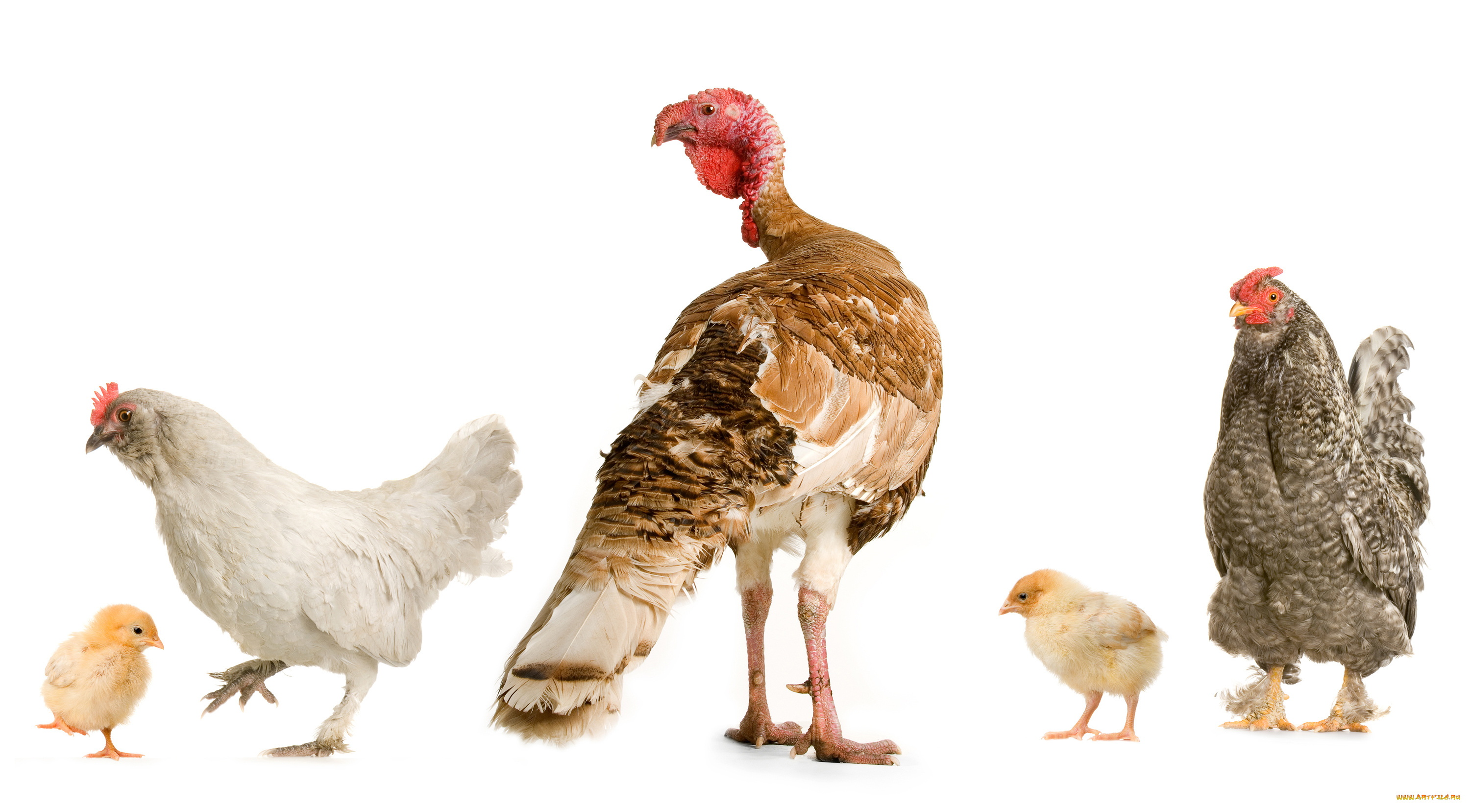животные, птицы, индюк, куры