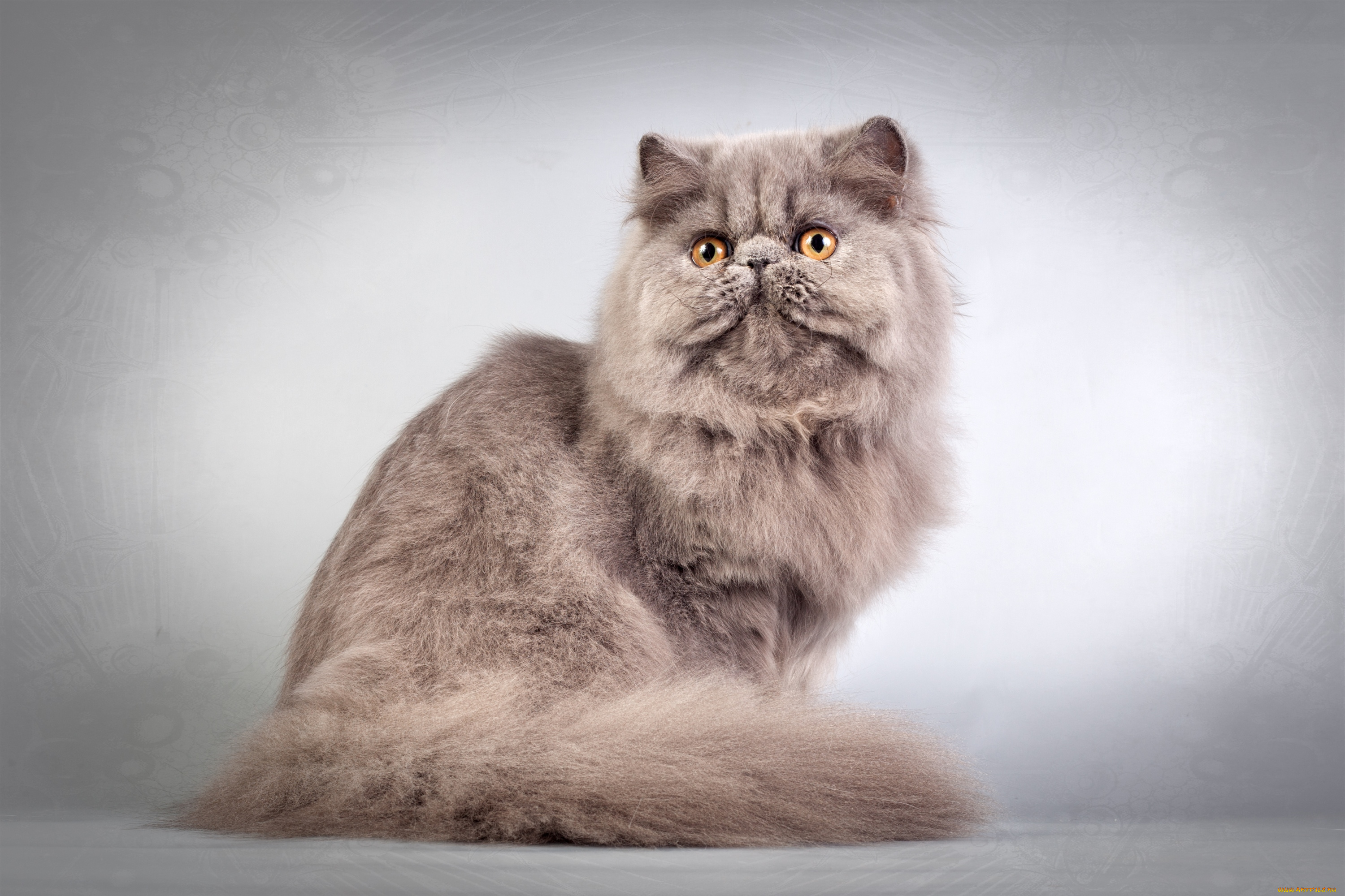 животные, коты, пушистый