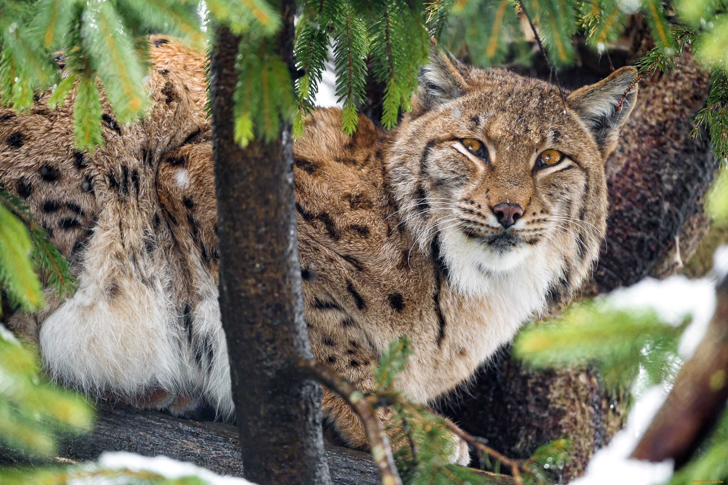 животные, рыси, кошка