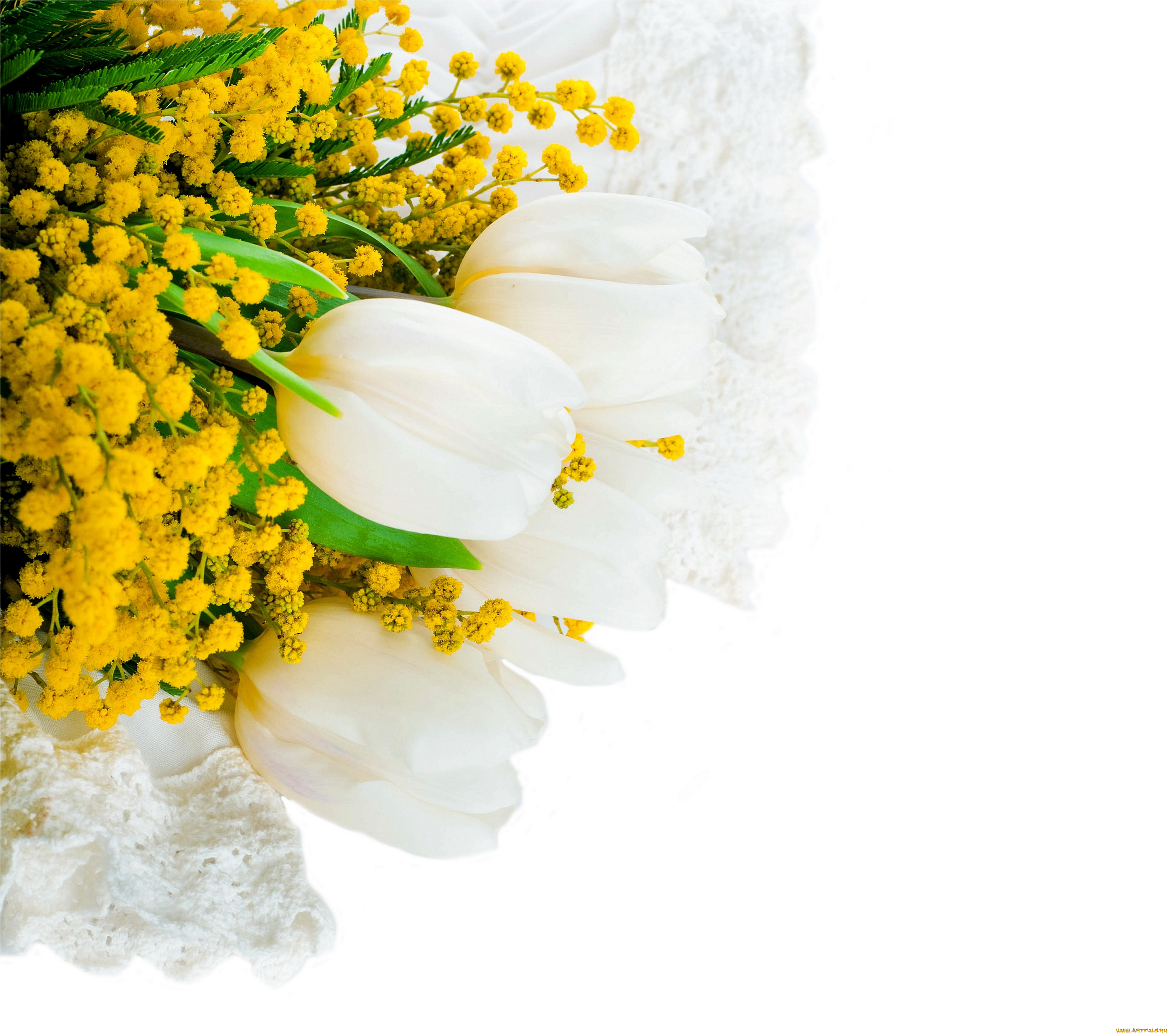 цветы, разные, вместе, мимоза, белый, фон, тюльпаны