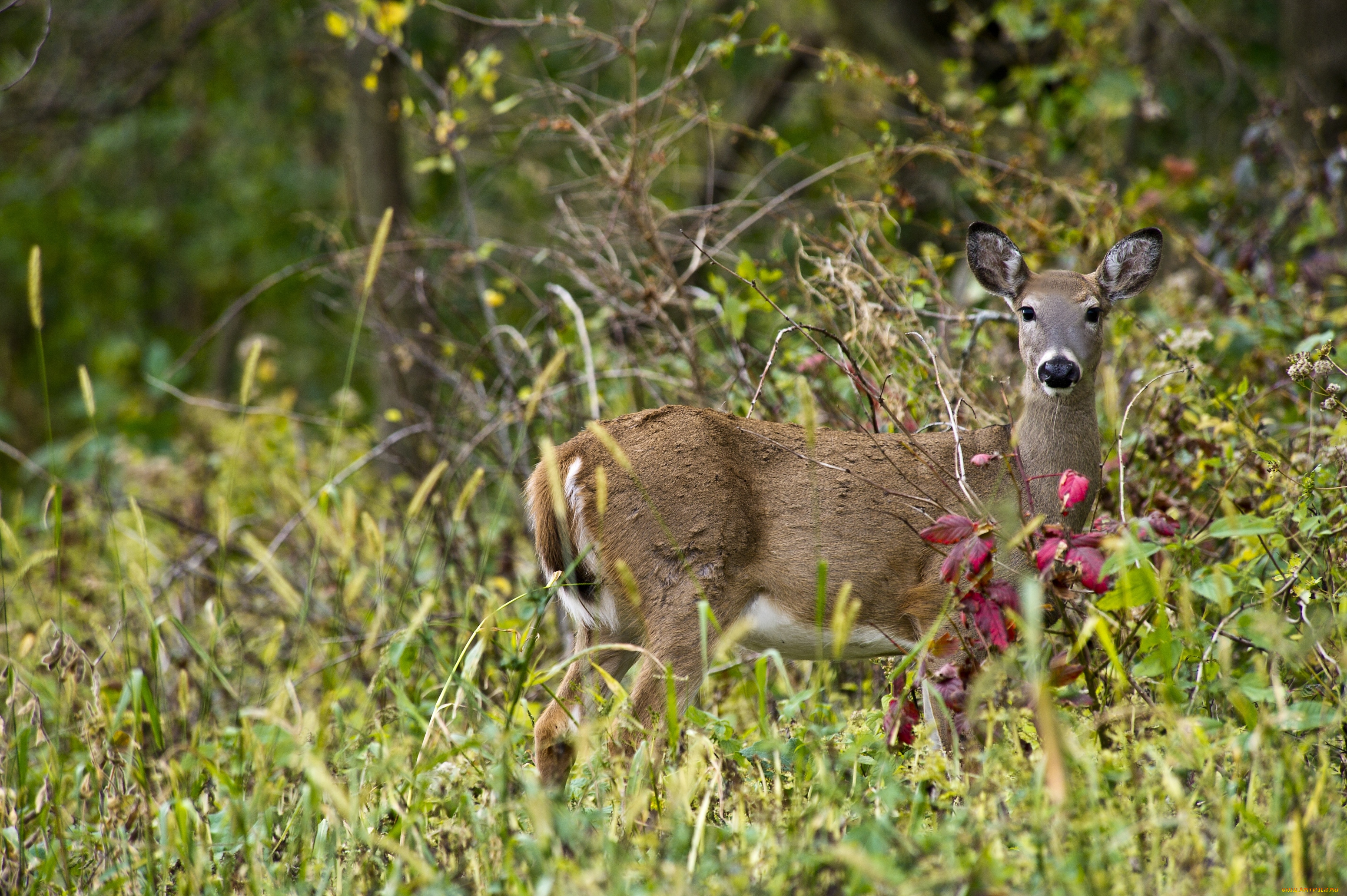 животные, олени, косуля