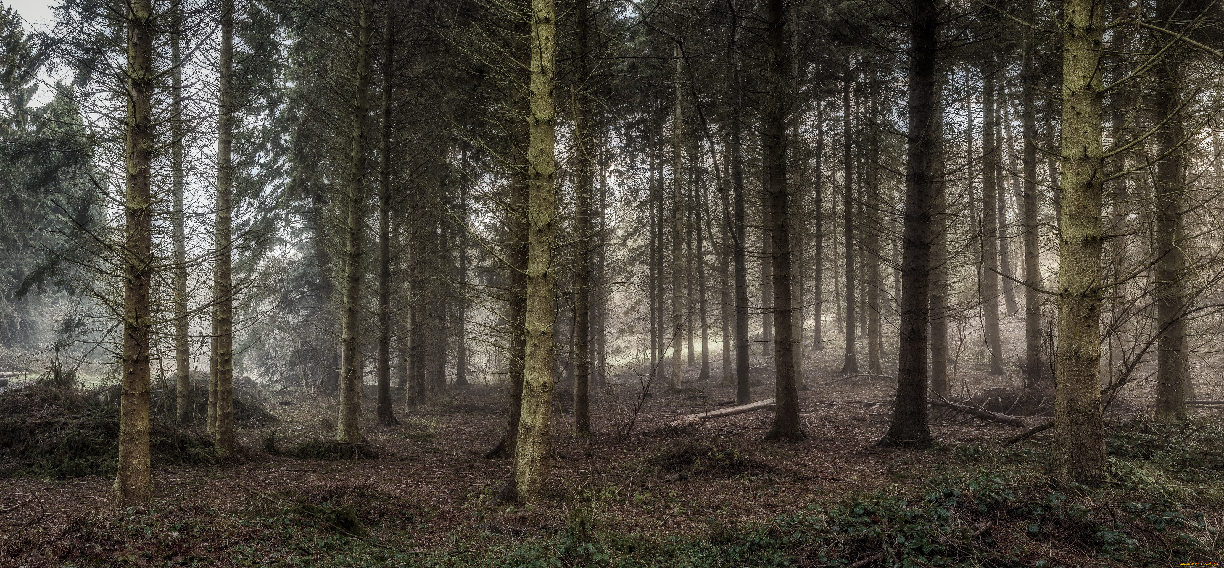 природа, лес, трава, стролы, сучья, хвоя