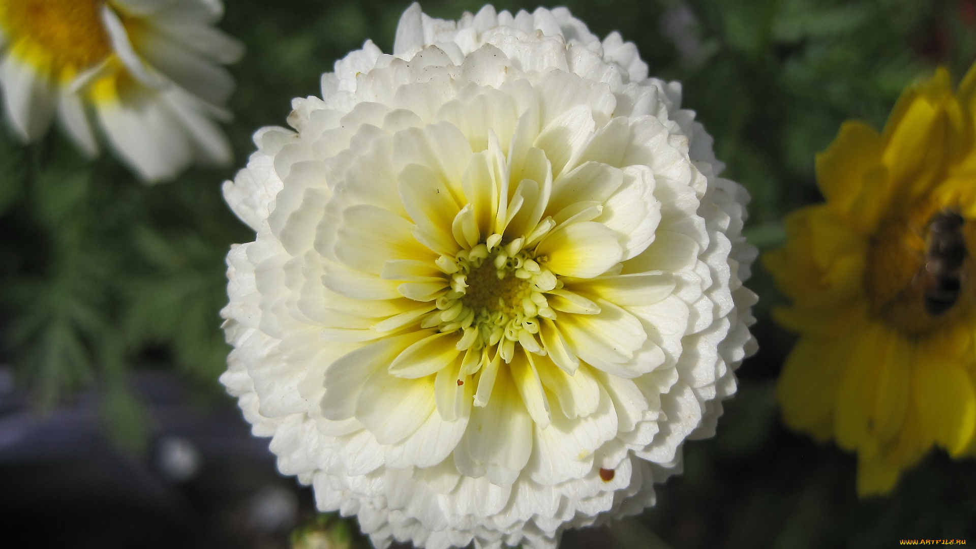 цветы, цинния, цветок, белый