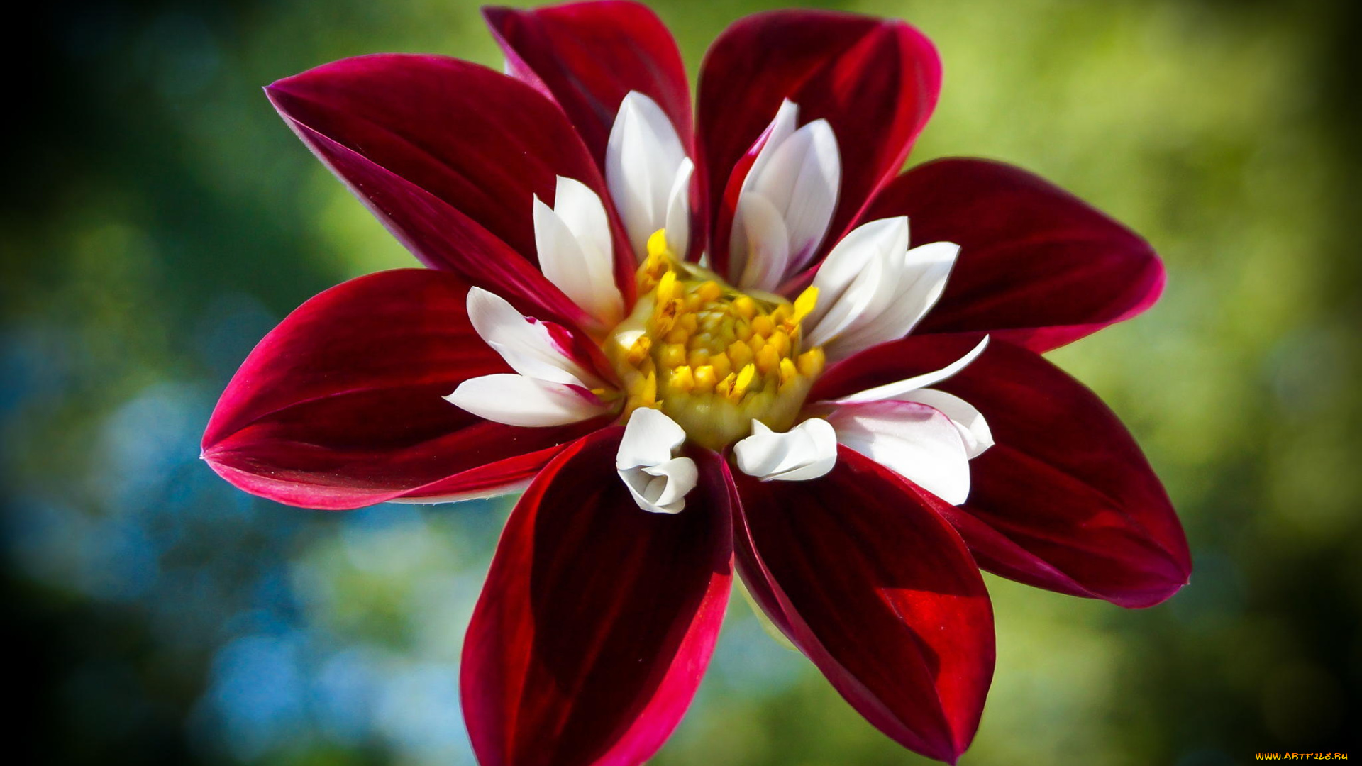 цветы, георгины, красный, макро, цветок, георгина