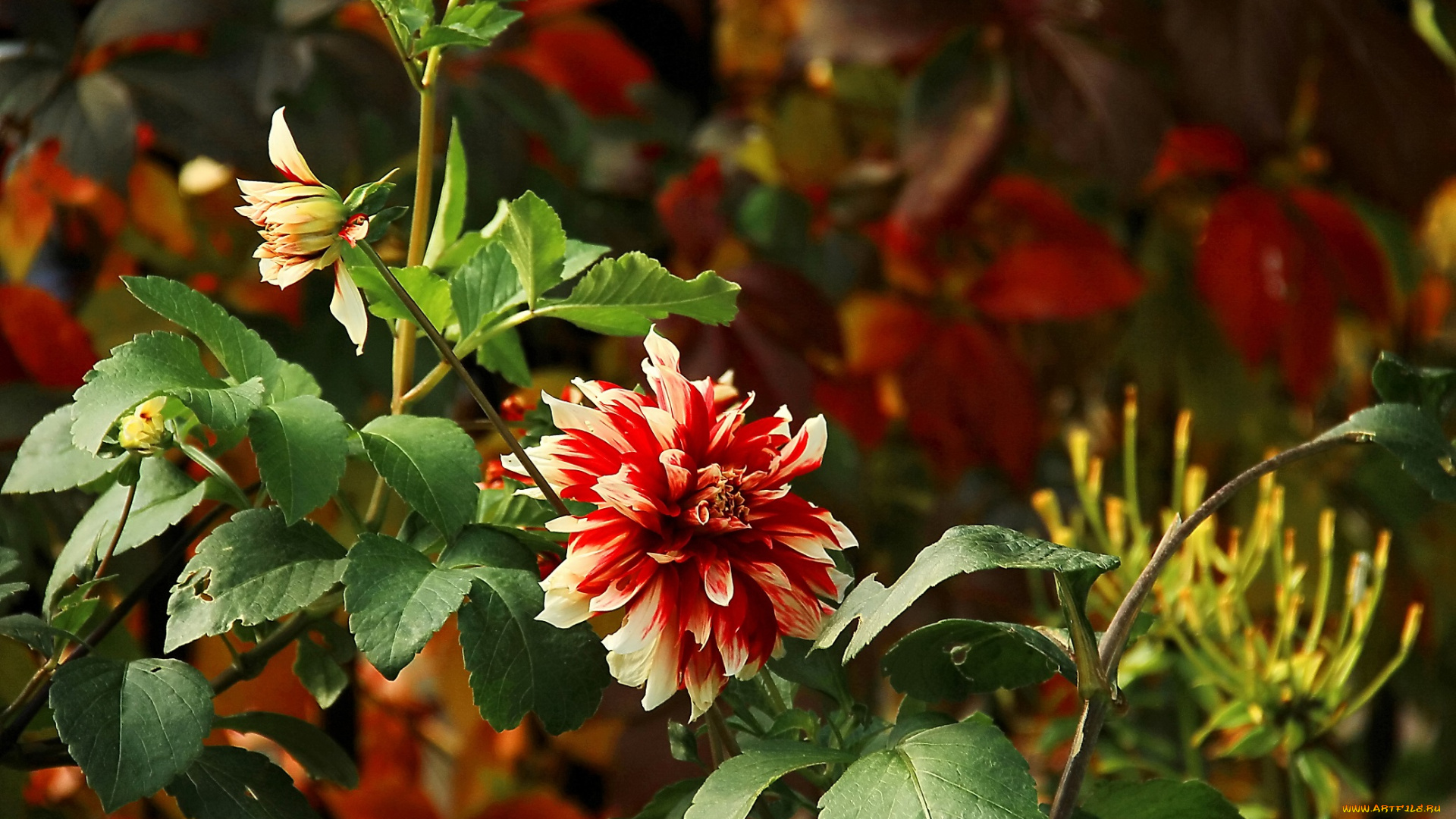 цветы, георгины, рябой, цветок, куст, георгина