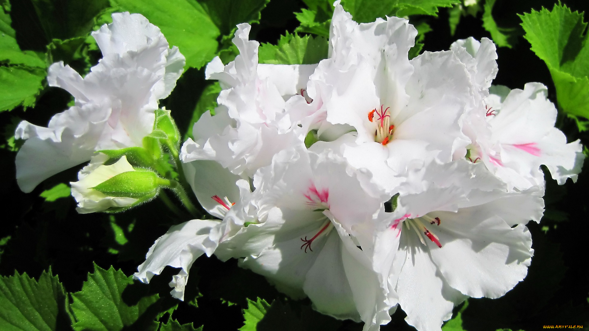 цветы, годеция, белые