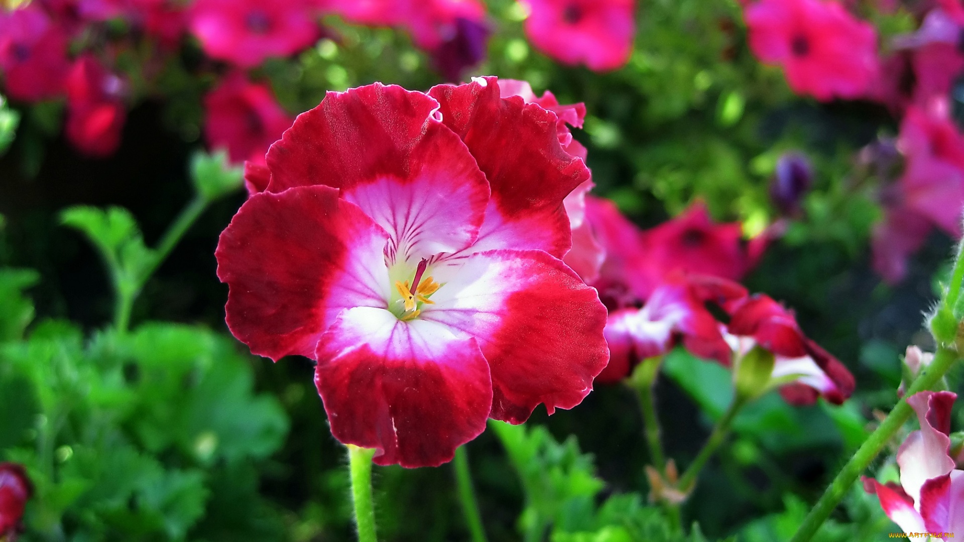 цветы, годеция, цветок, макро