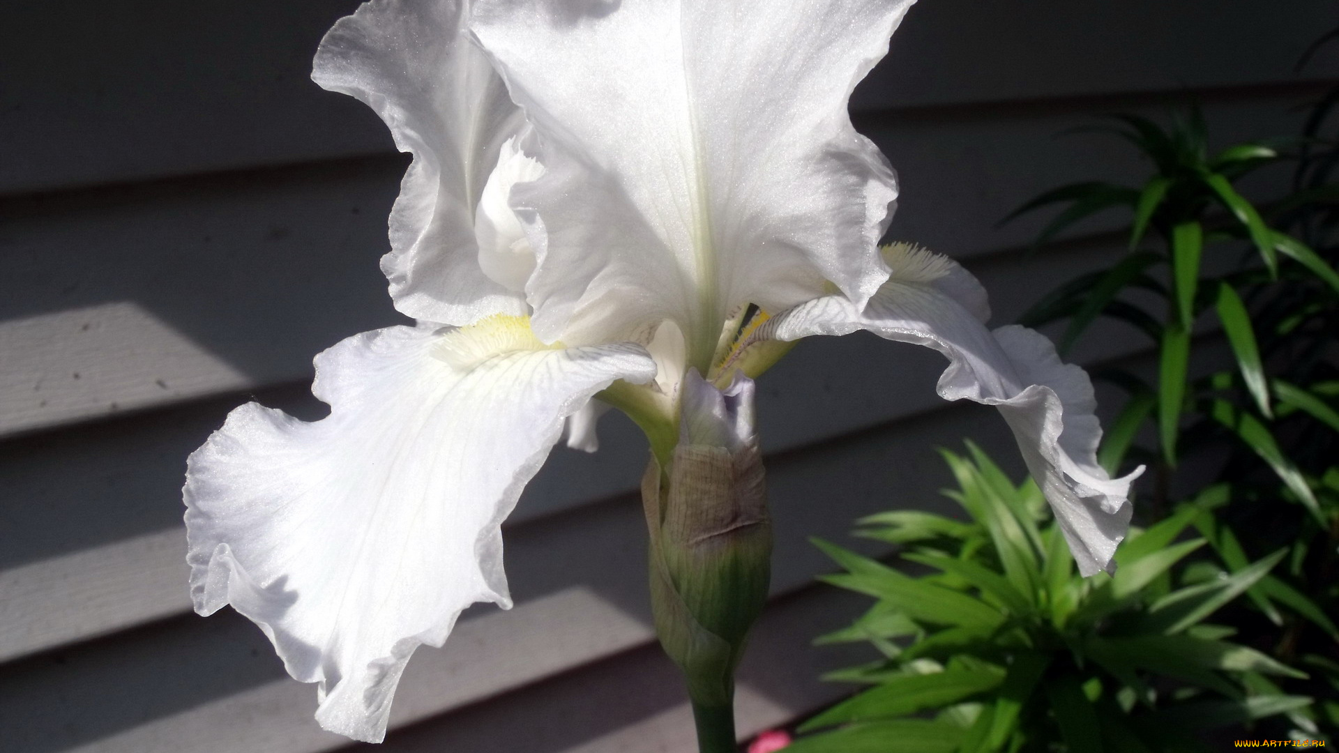 цветы, ирисы, белый