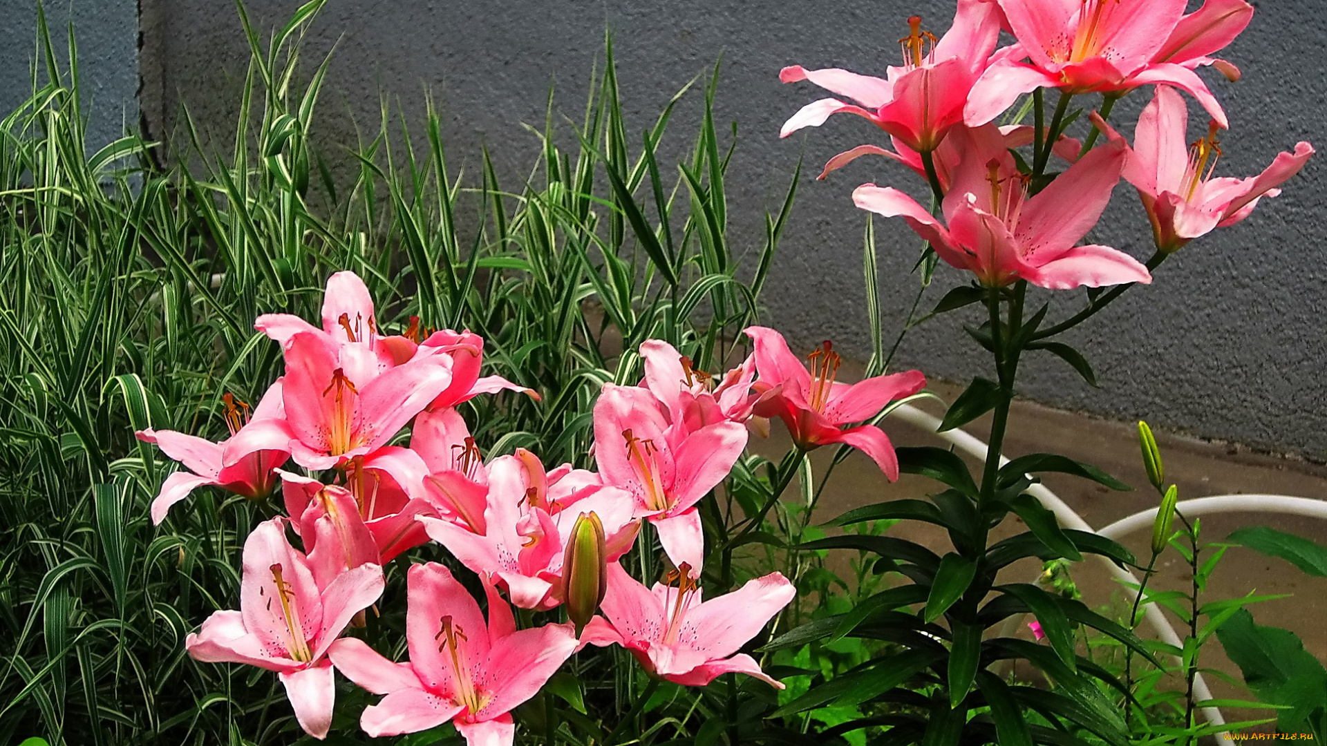 цветы, лилии, , лилейники, розовые