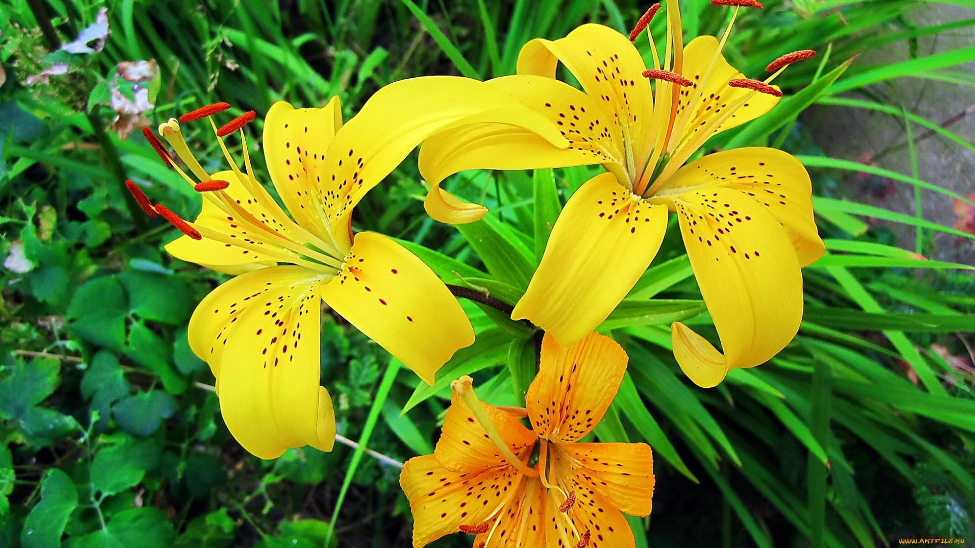 цветы, лилии, , лилейники, жёлтые