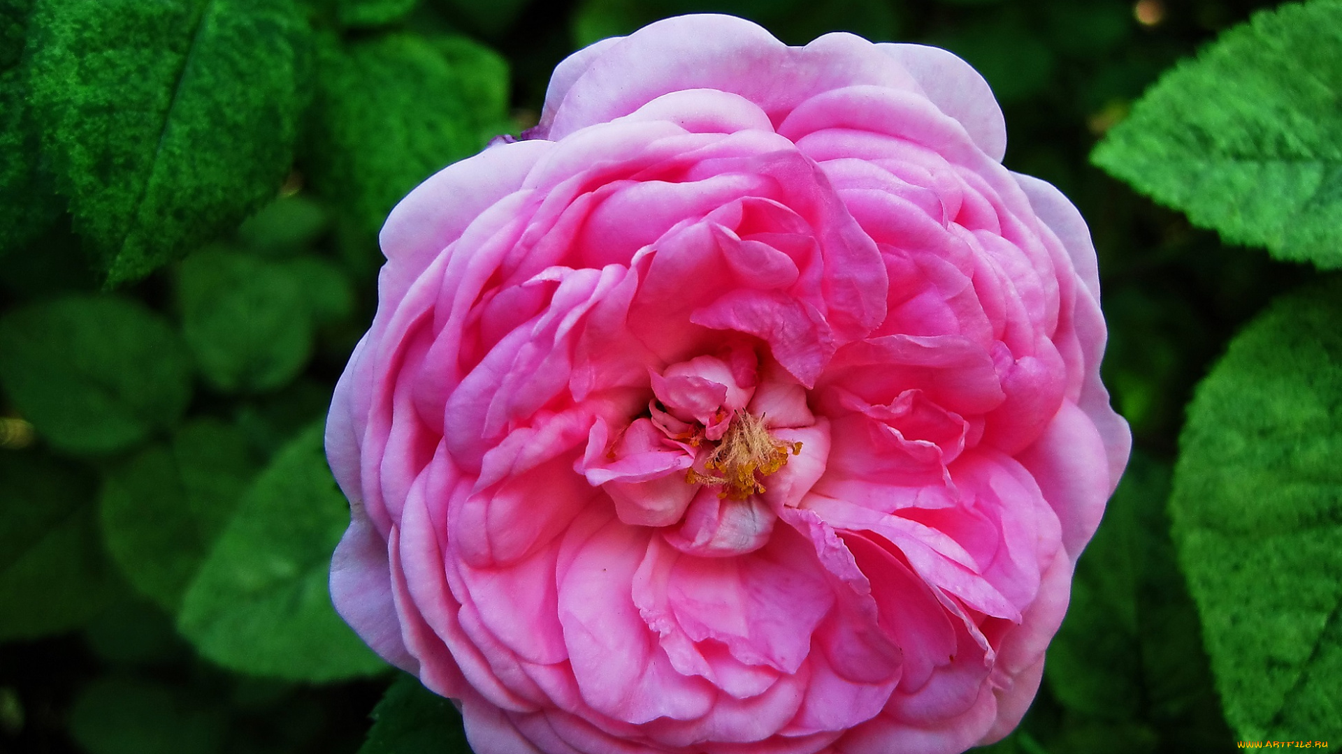 цветы, розы, роза, розовая