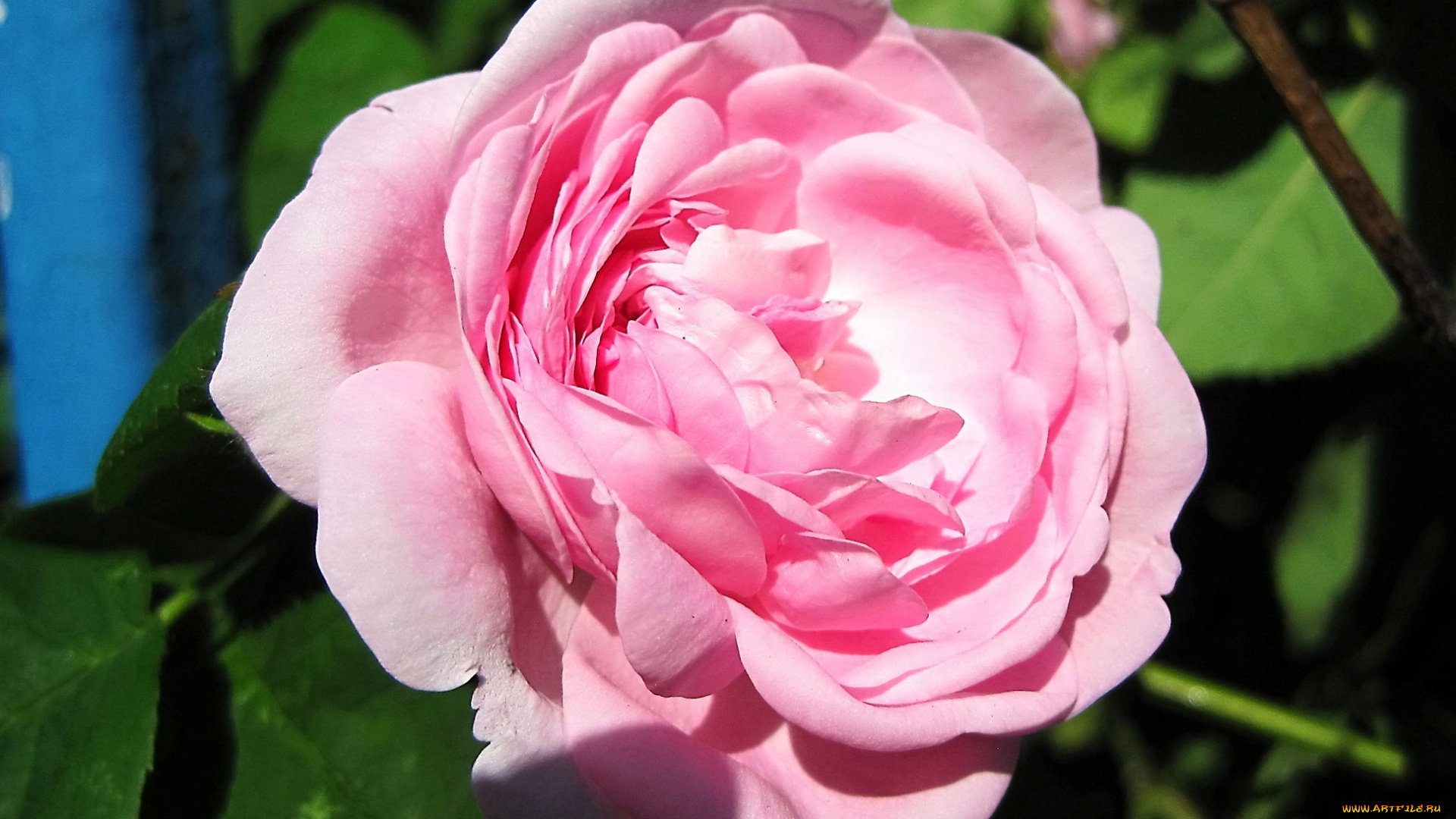 цветы, розы, розовая, роза