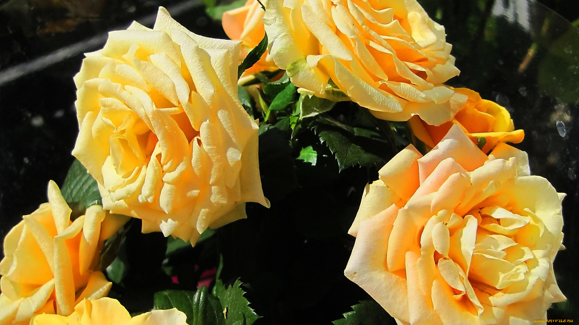 цветы, розы, жёлтые, куст
