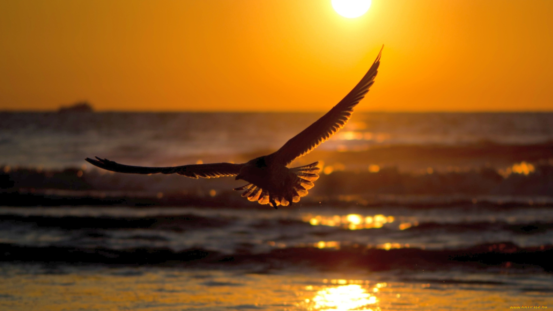 закат, животные, Чайки, , бакланы, , крачки, море, птица