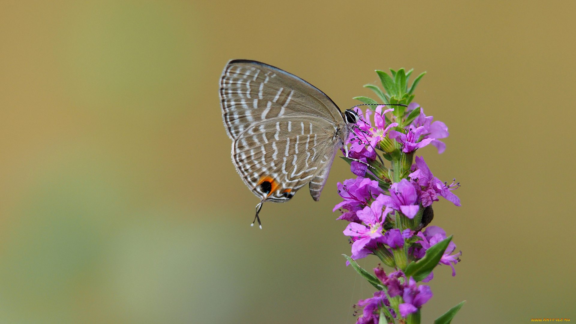 животные, бабочки, , мотыльки, , моли, насекомое, крылья, бабочка, растение, цветок, мотылек