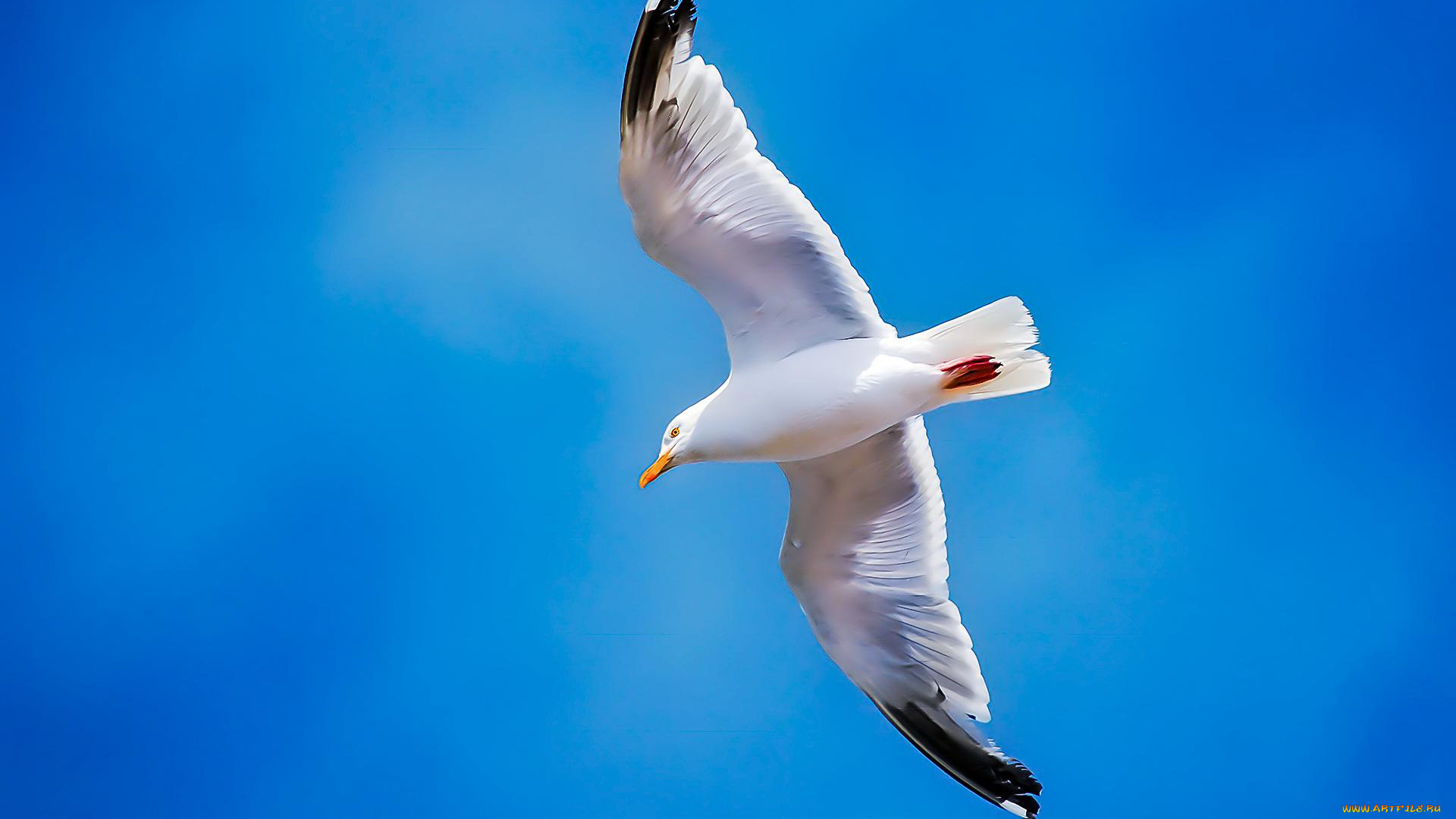 животные, Чайки, , бакланы, , крачки, летит, парит, чайка, птица, небо