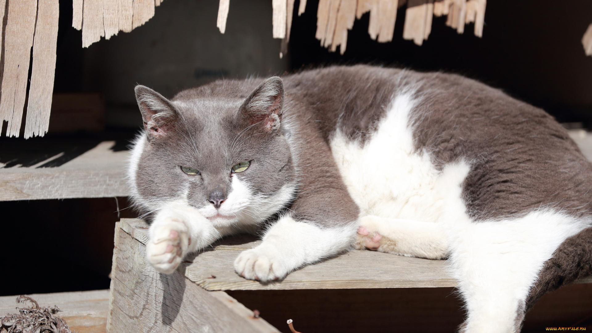 животные, коты, кот, киса, фон, коте, кошка, ушки, взгляд