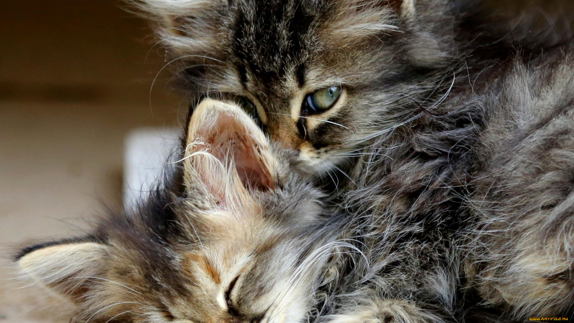 животные, коты, котята, малыши, сироты, кошки